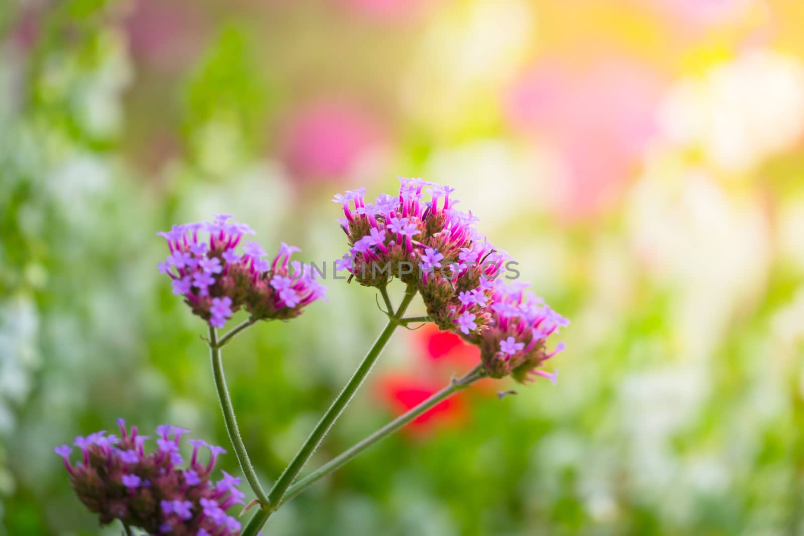 The background image of the colorful flowers, background nature