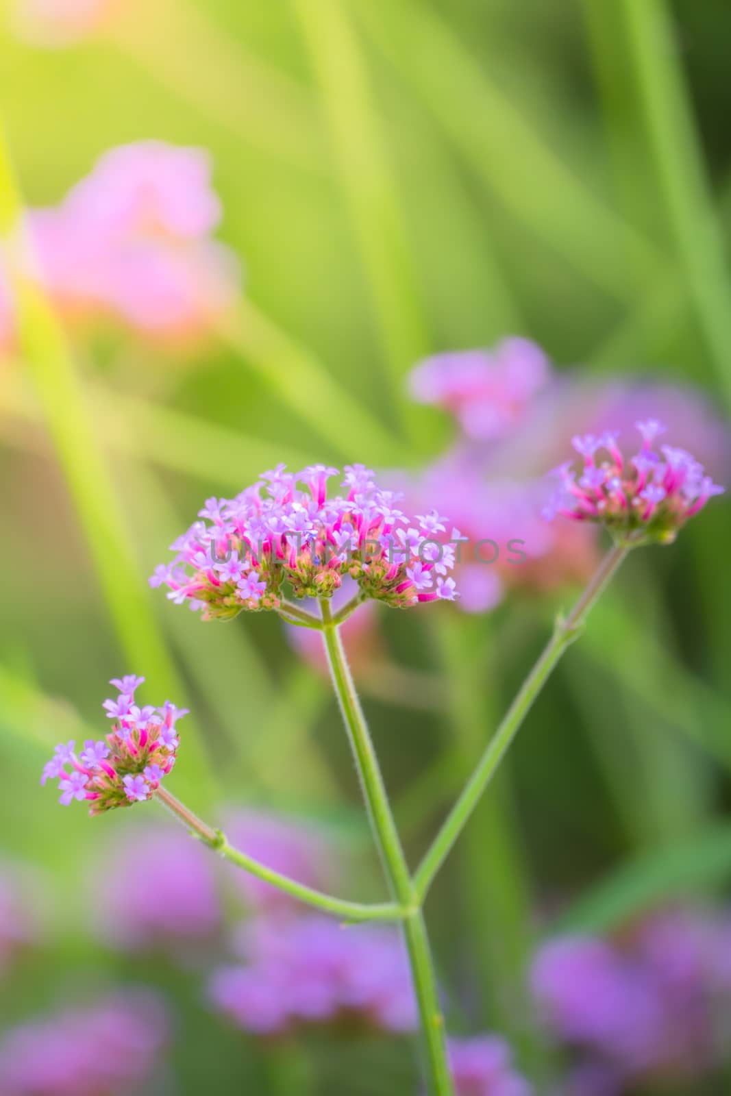 The background image of the colorful flowers by teerawit