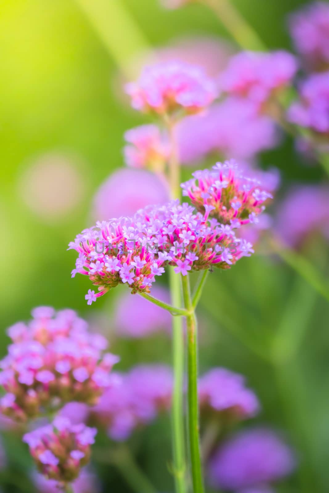 The background image of the colorful flowers by teerawit