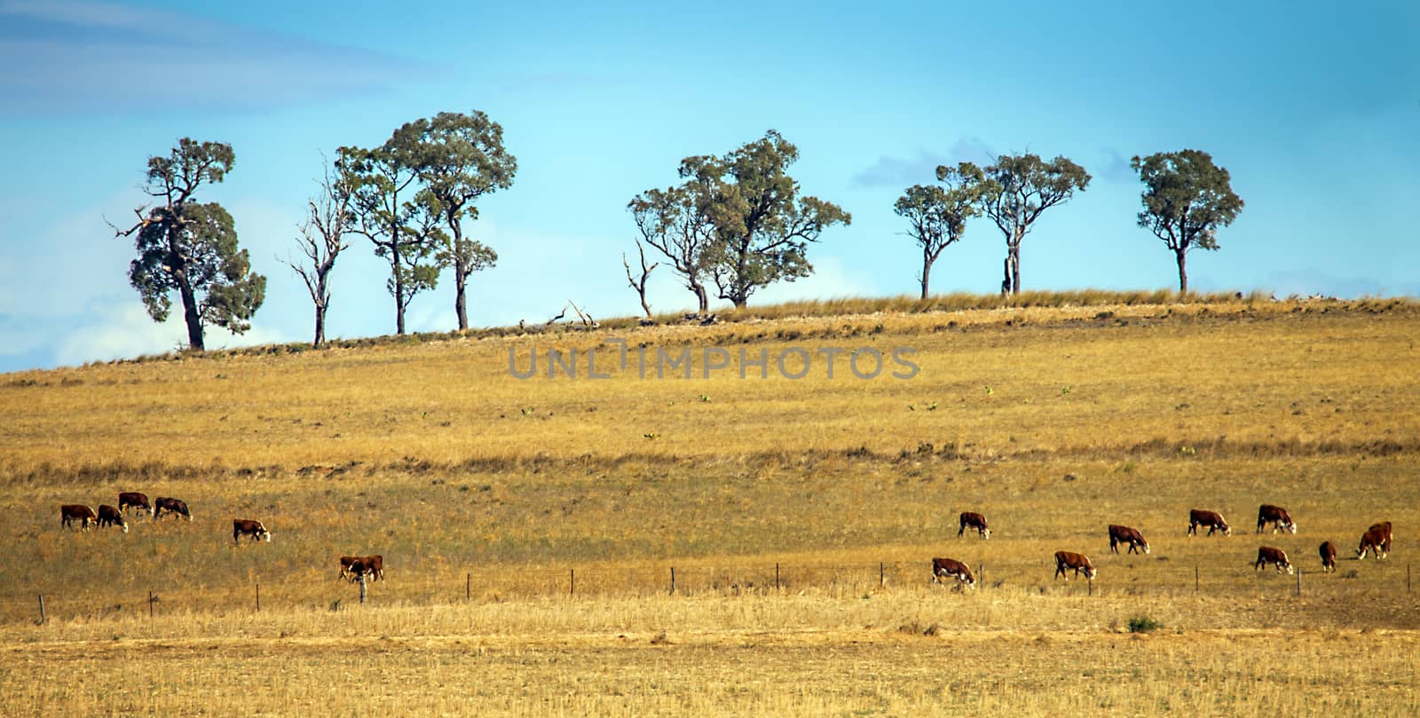 Cattle herd near Dubbo New South Wales Australia by Makeral
