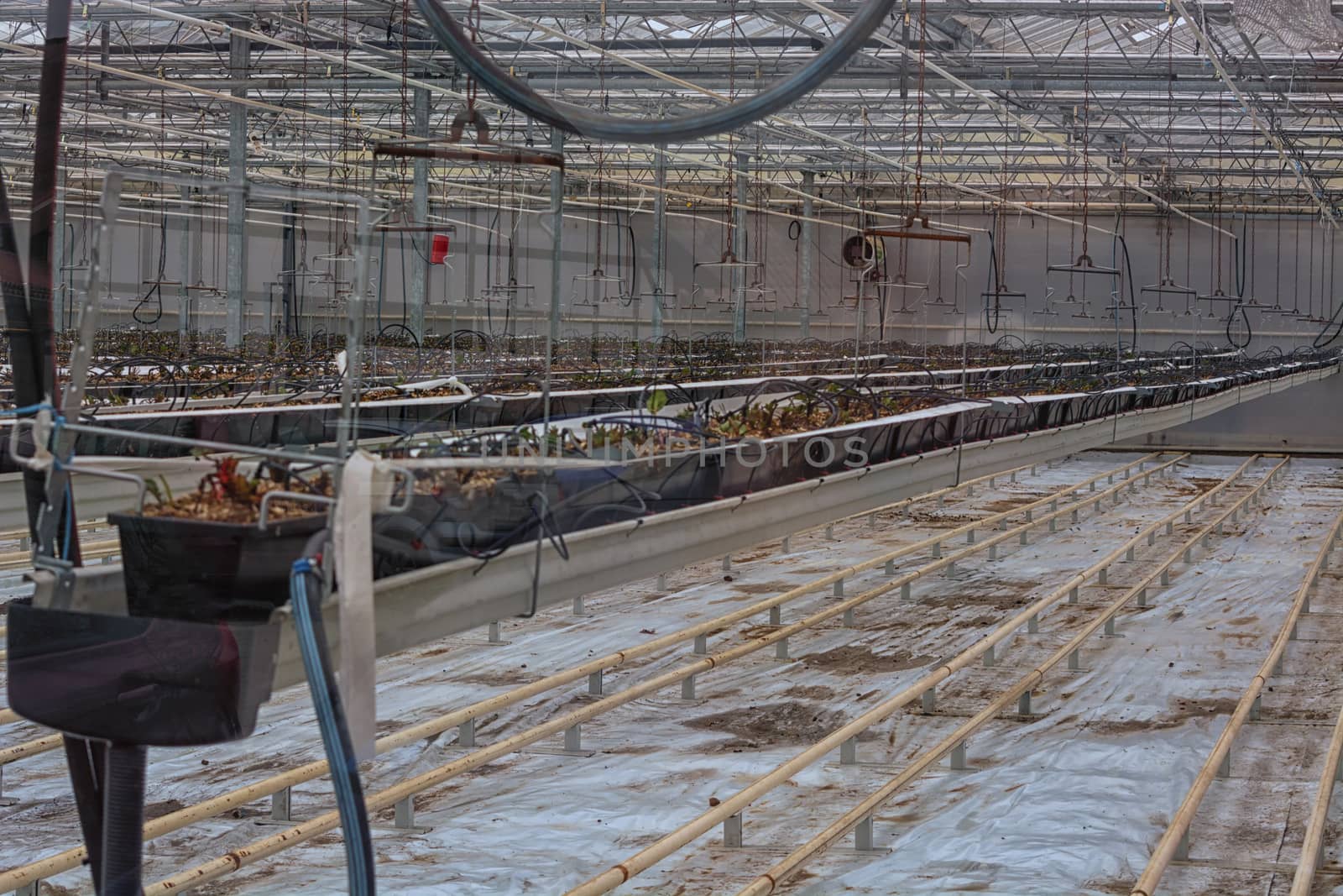 Empty greenhouse with flower ground ready for the cultivation of plants