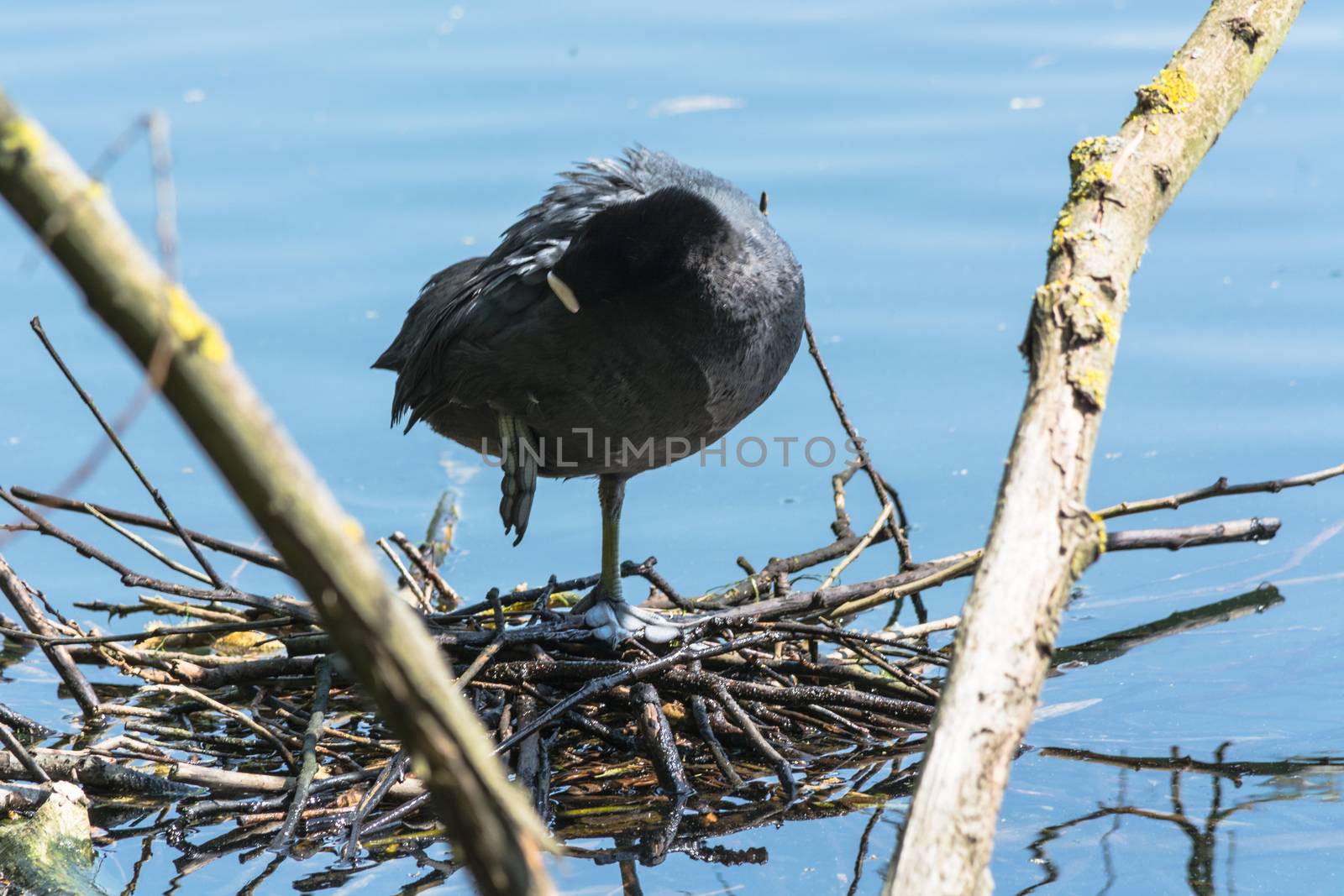 Pigeon, Podiceps cristatus stands with one leg on its nest.