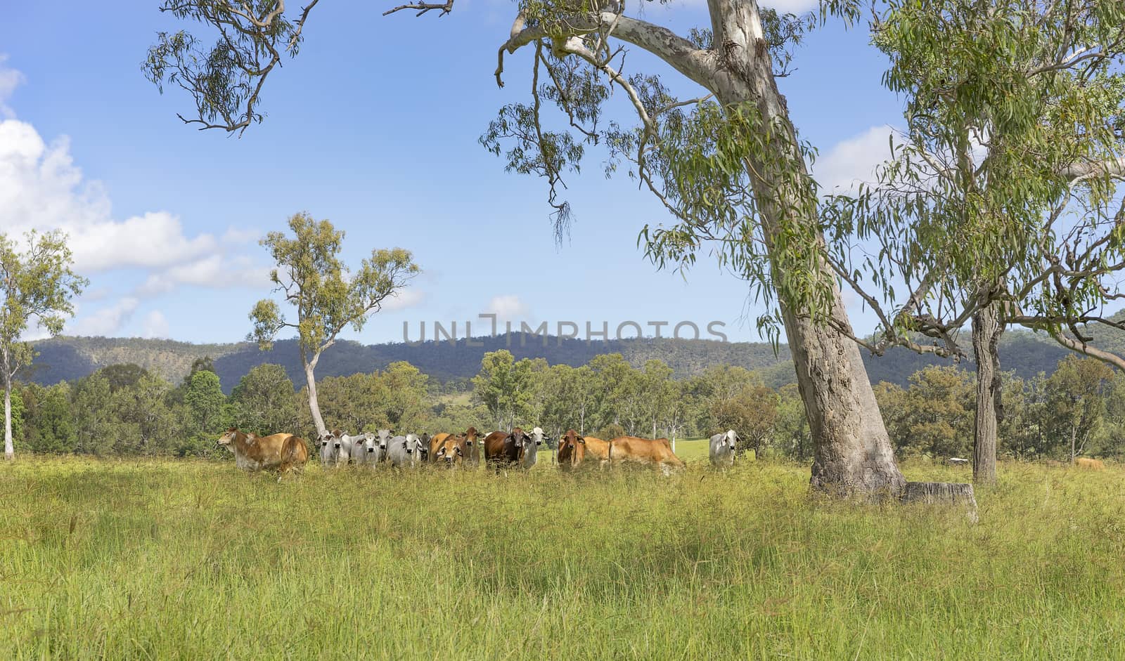 Australian landscape with gum trees and cows by sherj