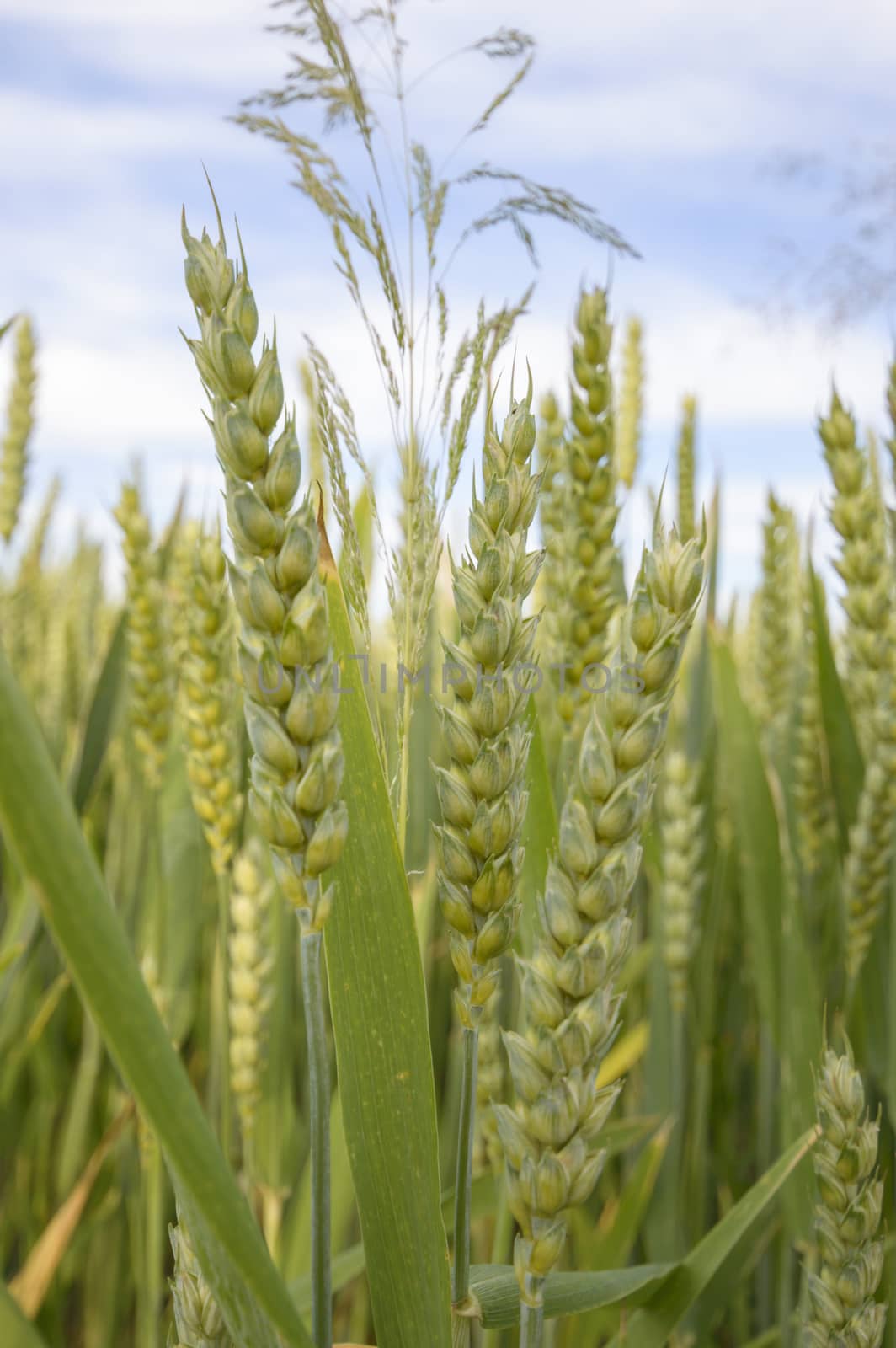 field of golden wheat and blue sky, agricultural field