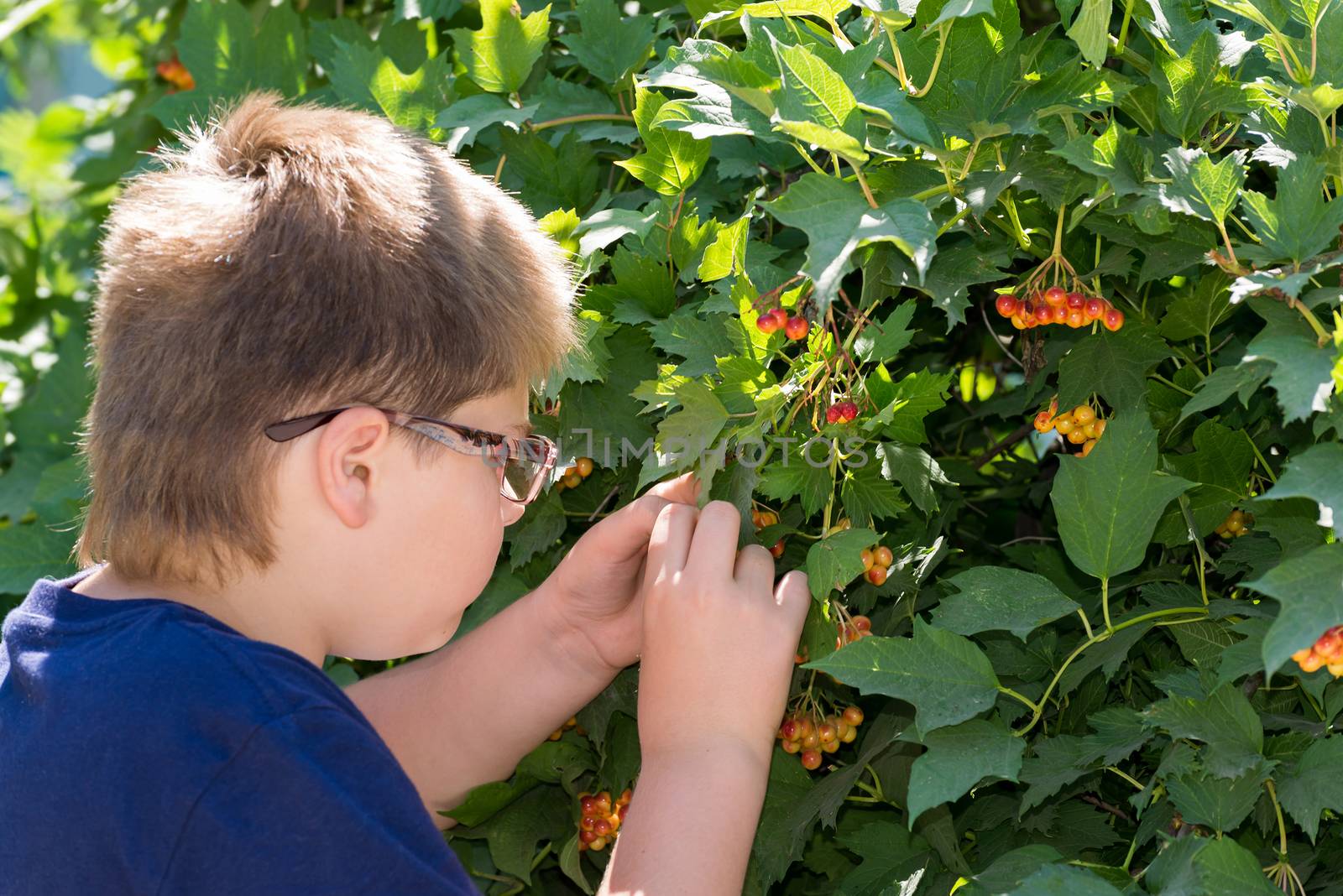Boy with glasses considering viburnum berries