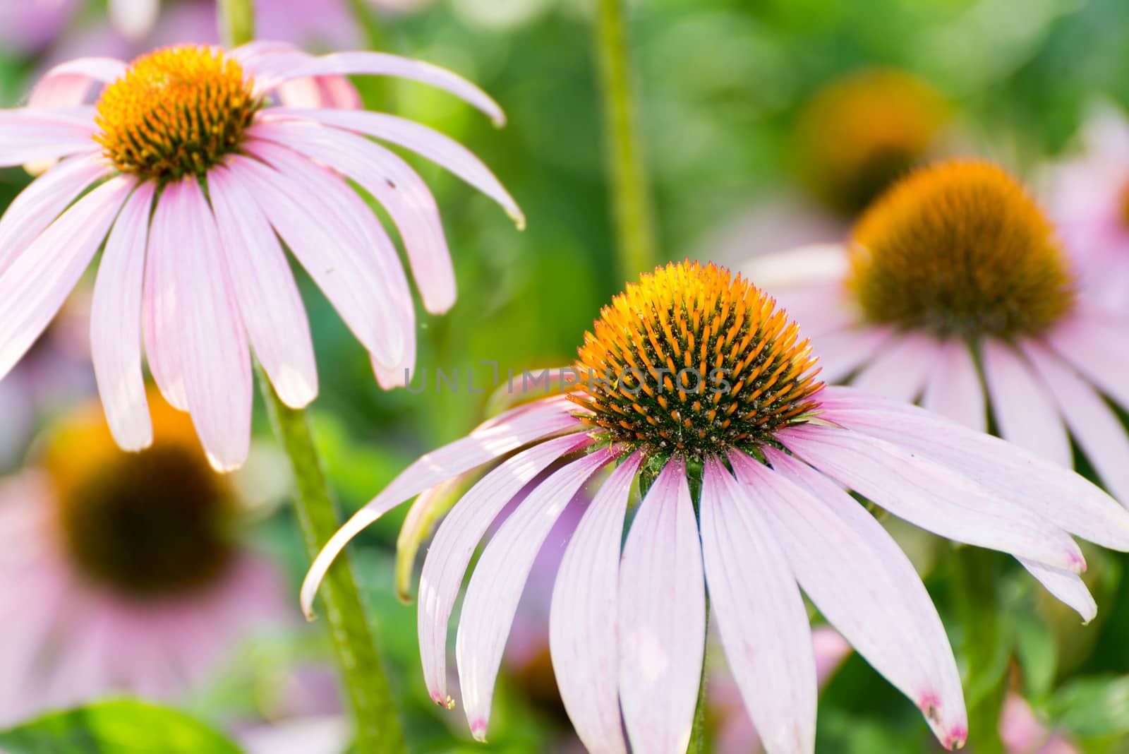 An echinacea flowers against a green background