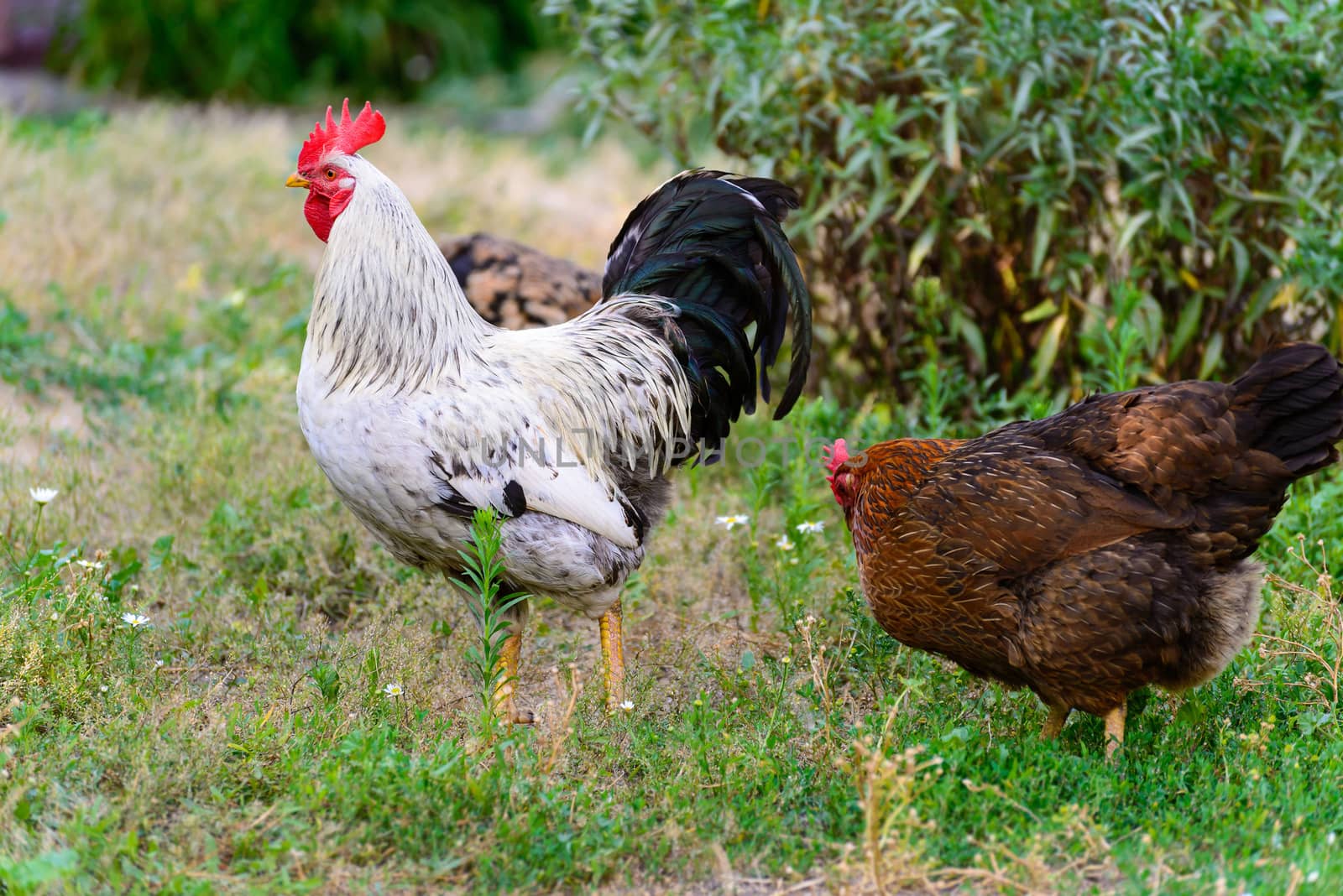 egg laying hens in the yard by olgavolodina