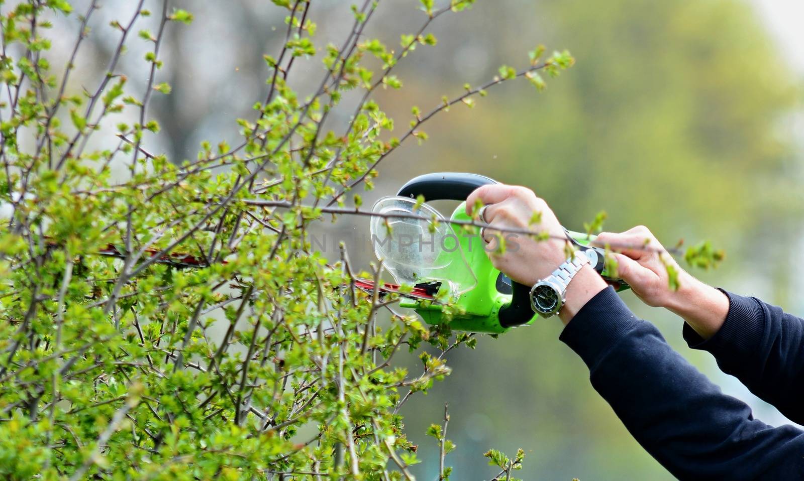 Trimming a Hedge with Electric Hedge Trimmer.