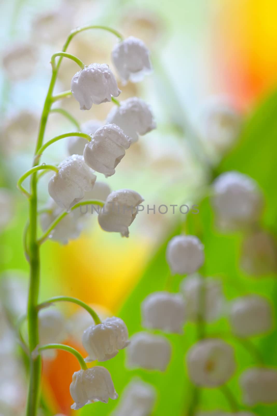 Lily of the valley (convallaria majalis) in garden