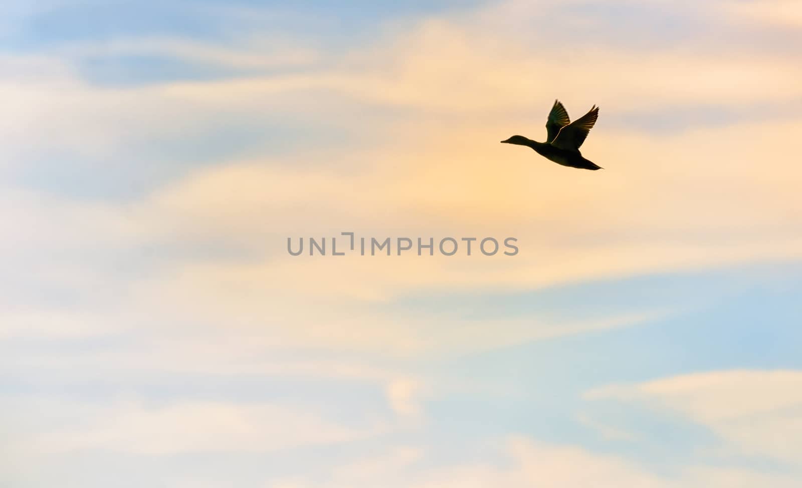 Silhouette of mallard duck flying 