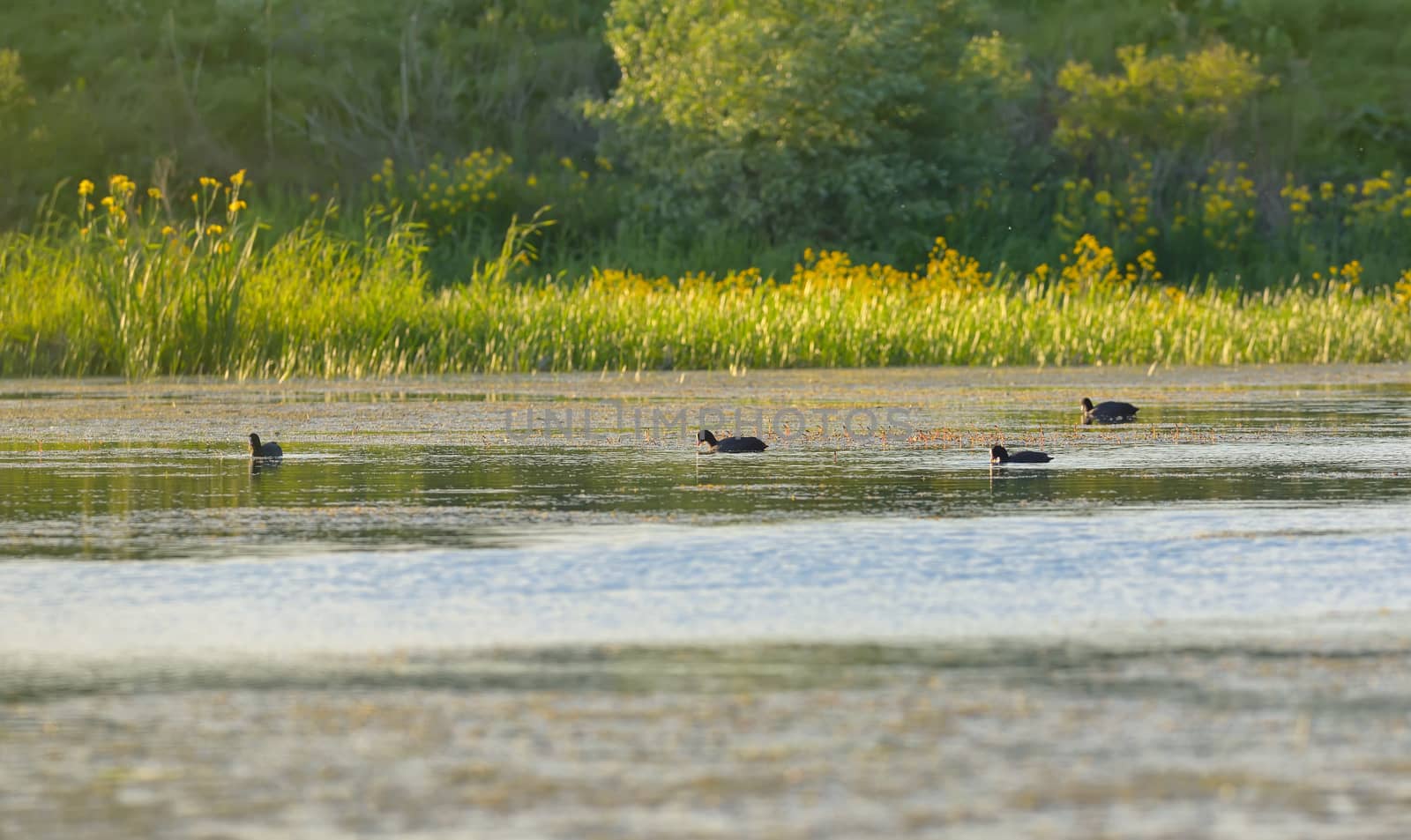 Wild ducks on lake at sunset