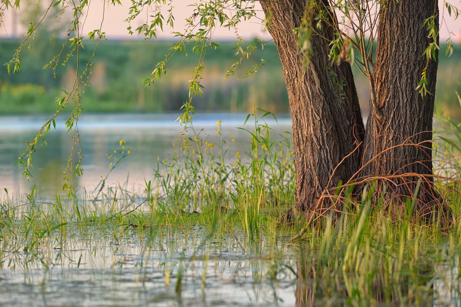 Weeping willow in a swamp by jordachelr