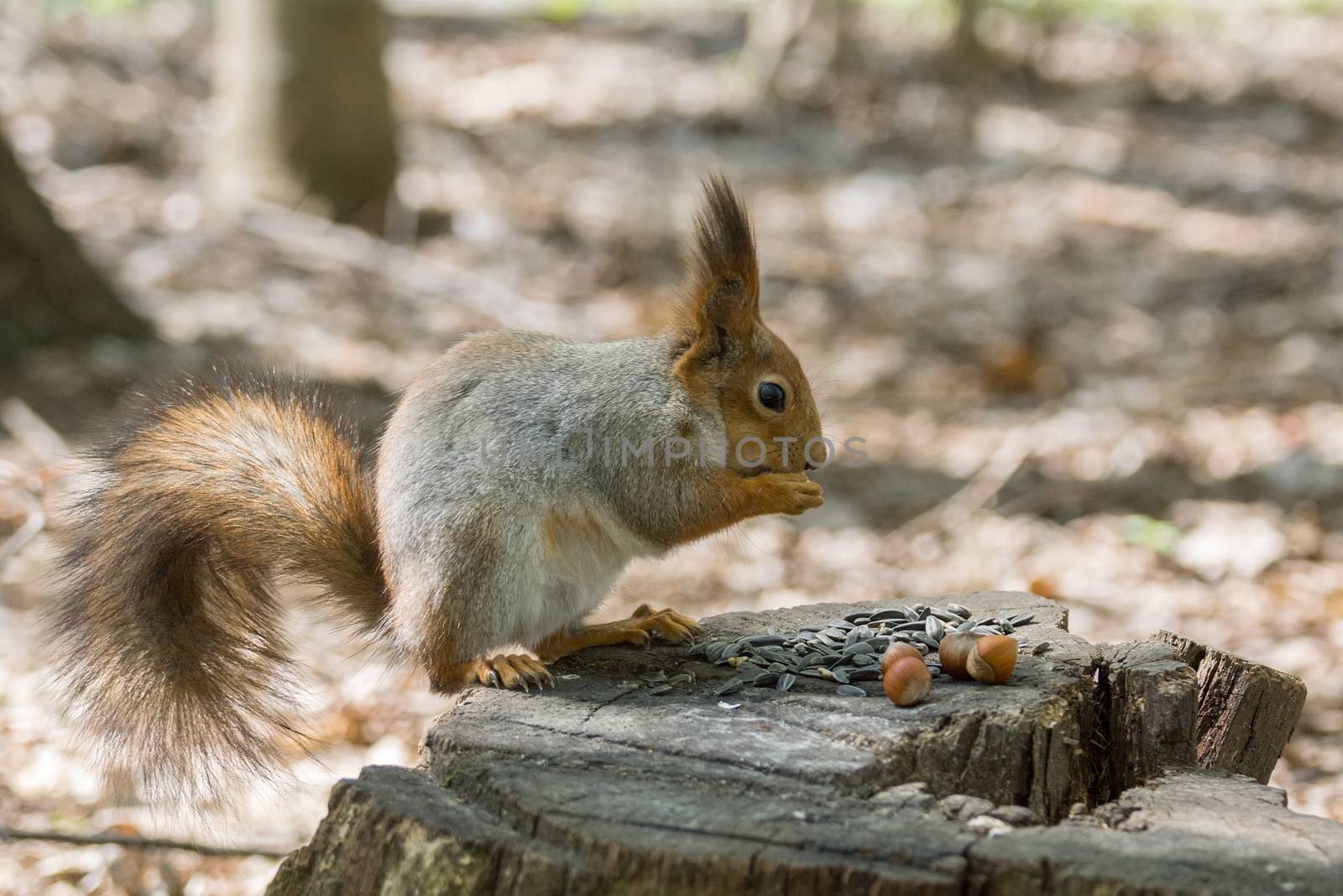 the photograph shows a squirrel on a tree