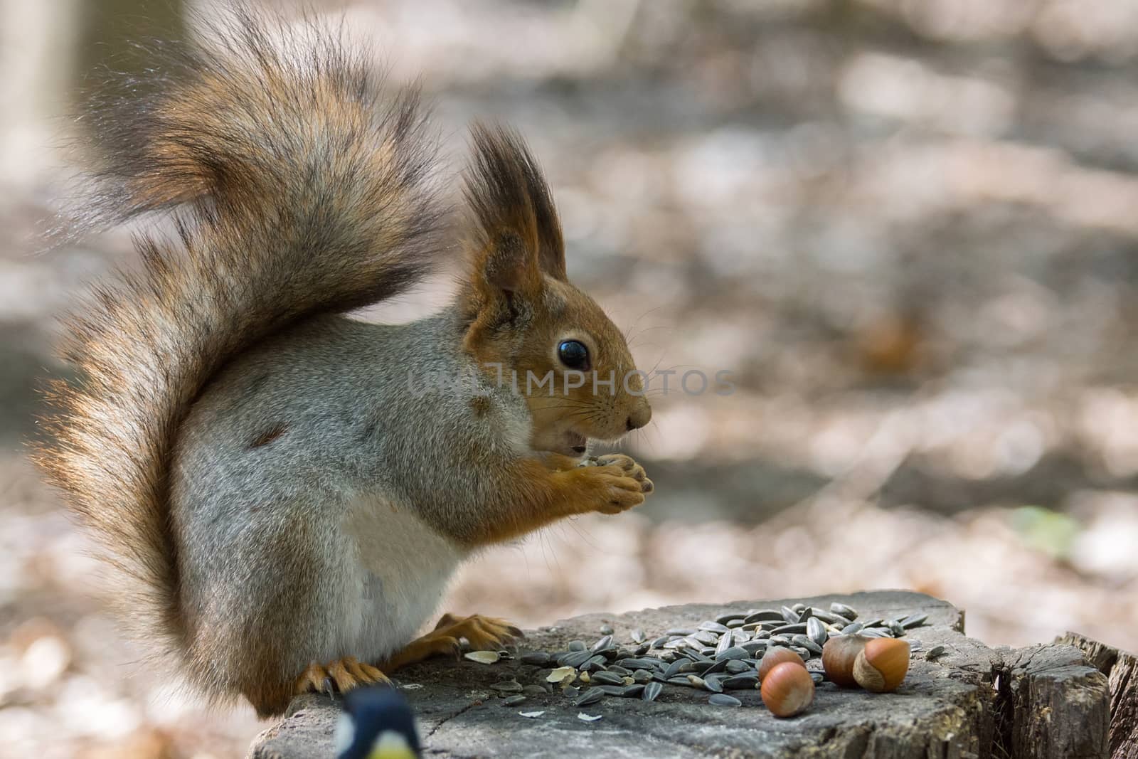 the photograph shows a squirrel on a tree