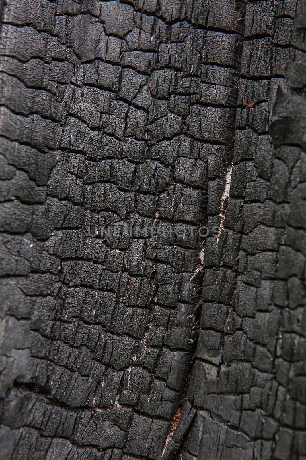 burnt Tree bark texture background. Old Wood Tree trunk Textured Pattern