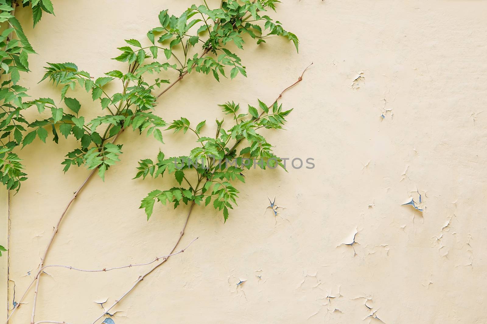 Vintage wood background with peeling paint by natazhekova