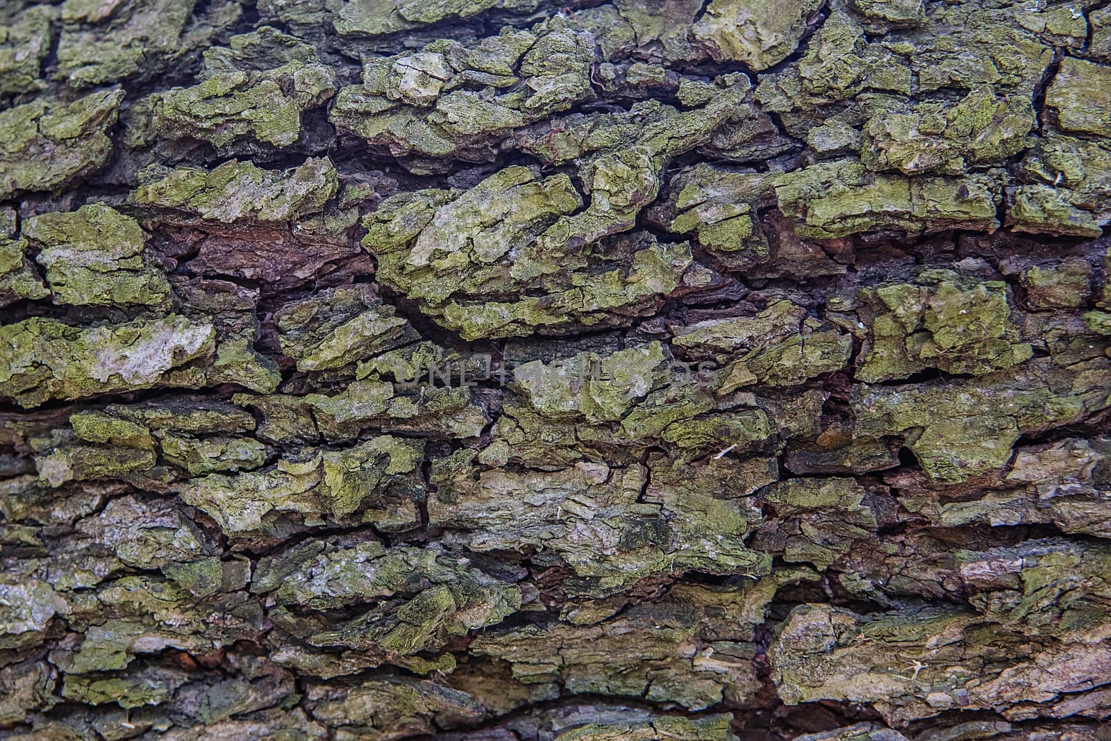 Old Wood Tree trunk Textured Pattern by natazhekova