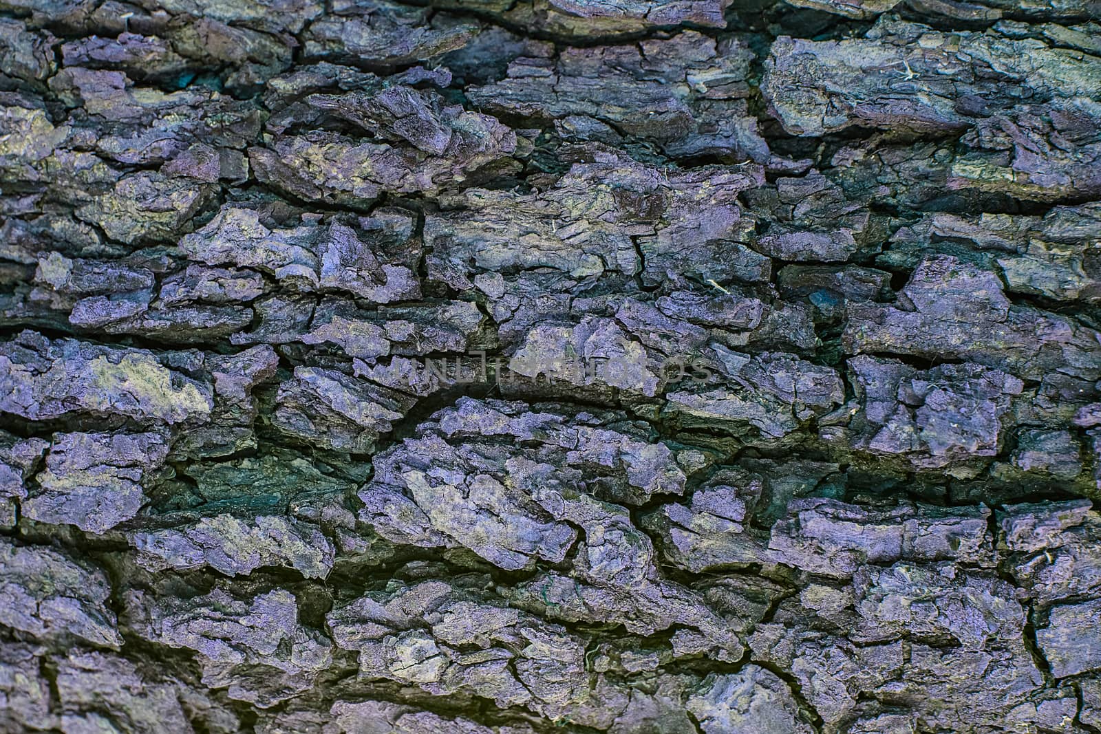 Tree bark texture background. Old Wood Tree trunk Textured Pattern