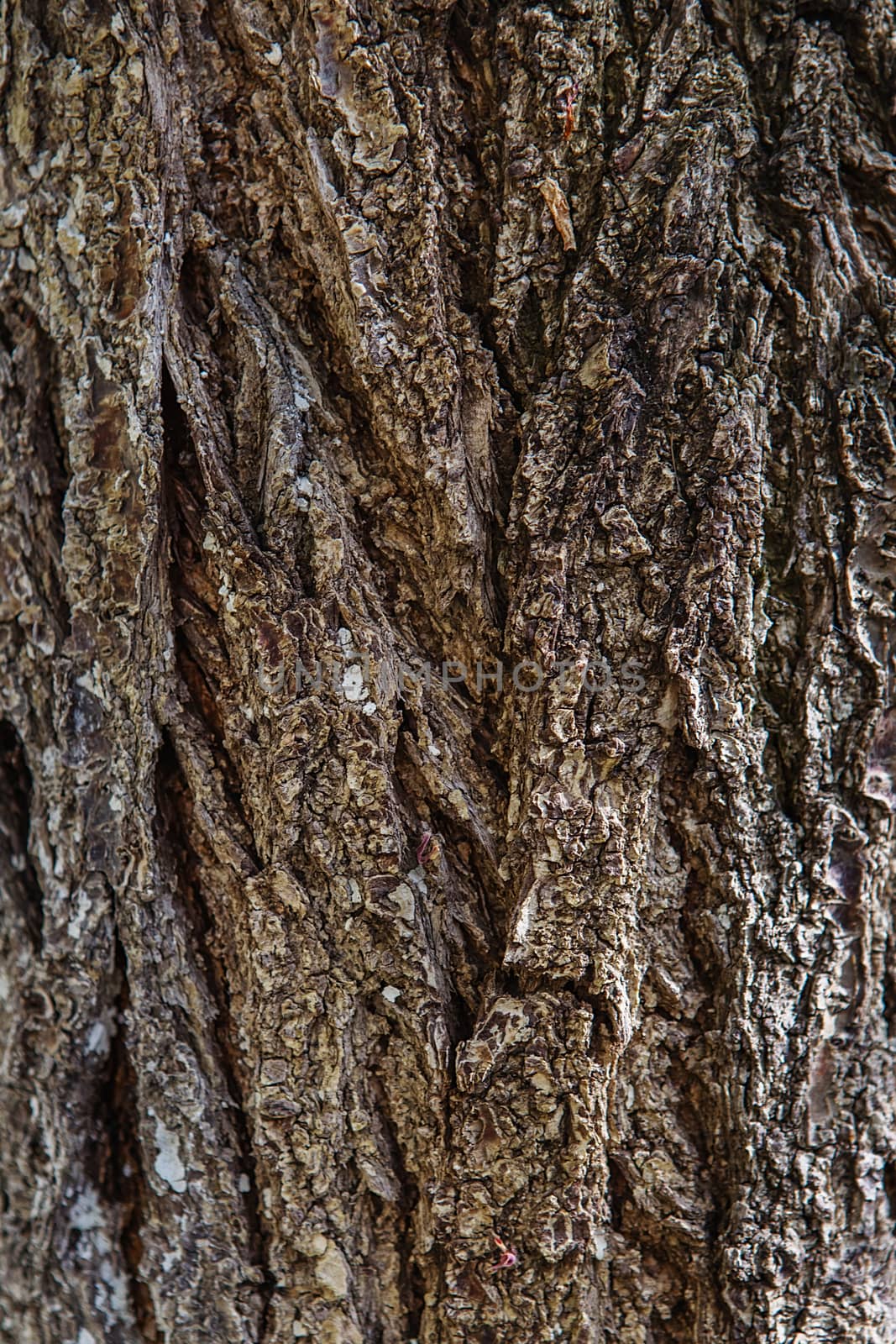 Old Wood Tree trunk Textured Pattern by natazhekova
