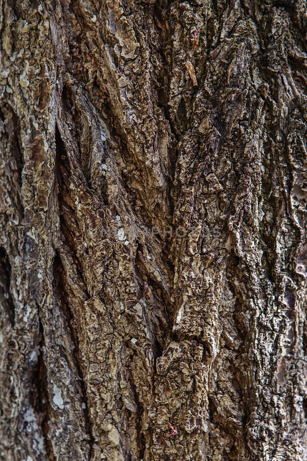 Tree bark texture background. Old Wood Tree trunk Textured Pattern