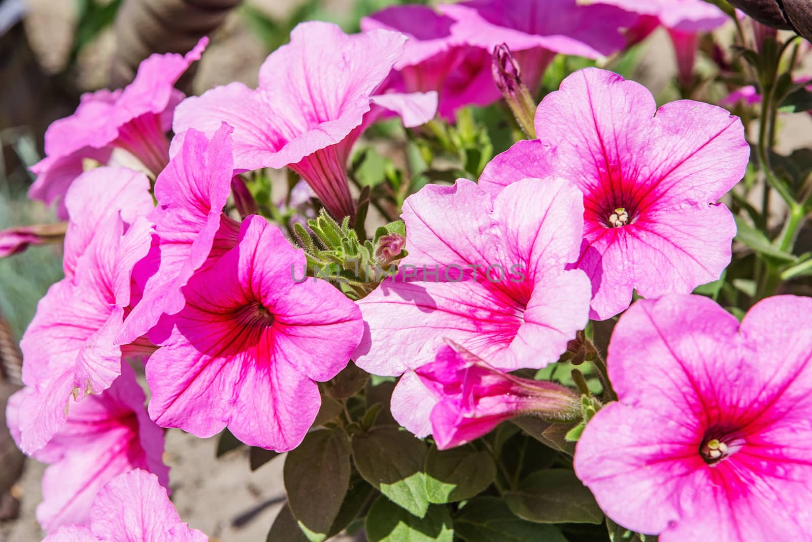 Petunia hybrida in garden. Landscape design by natazhekova