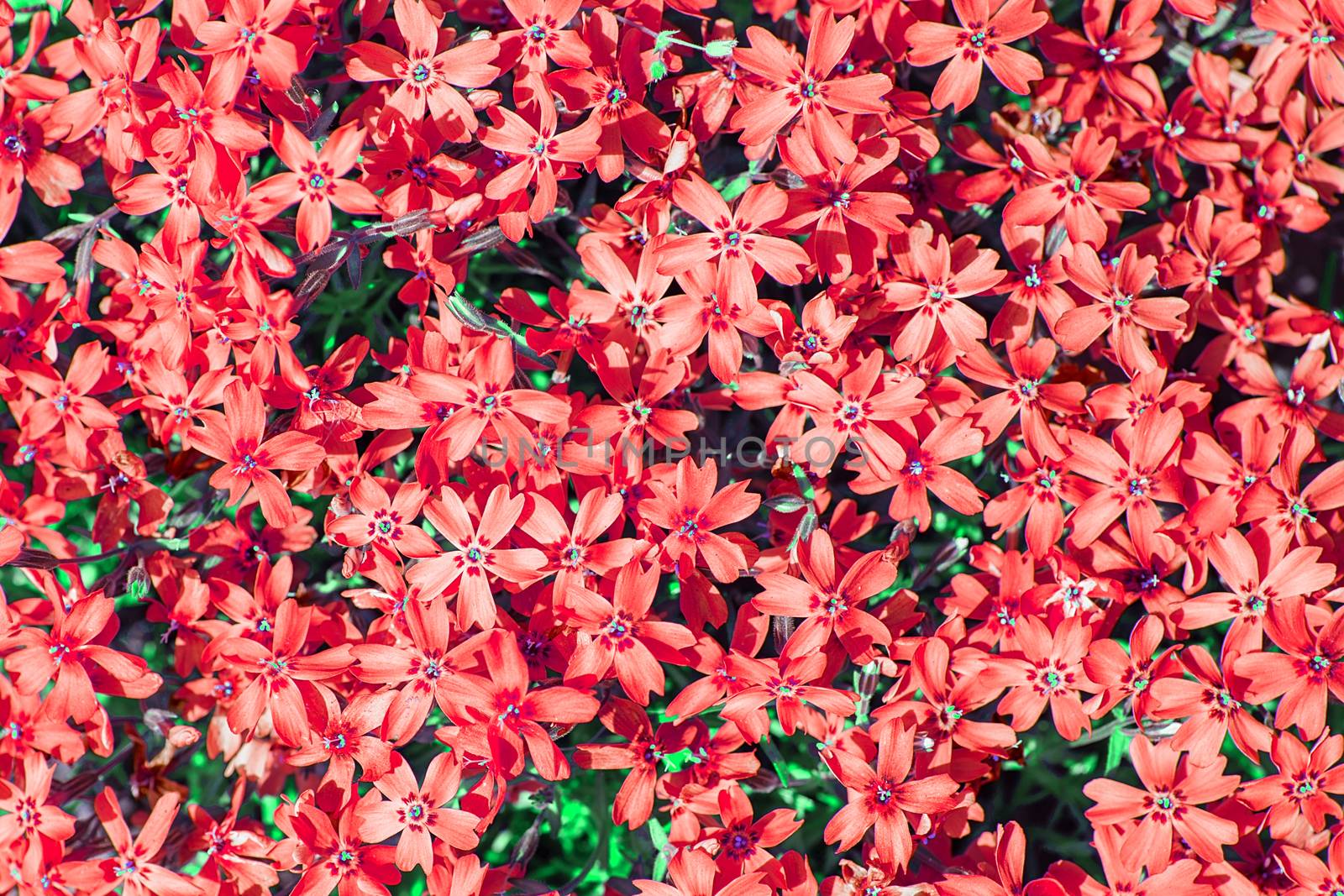red phlox subulata. small flowers bloom in spring and summer. Background of flowers. Landscape design