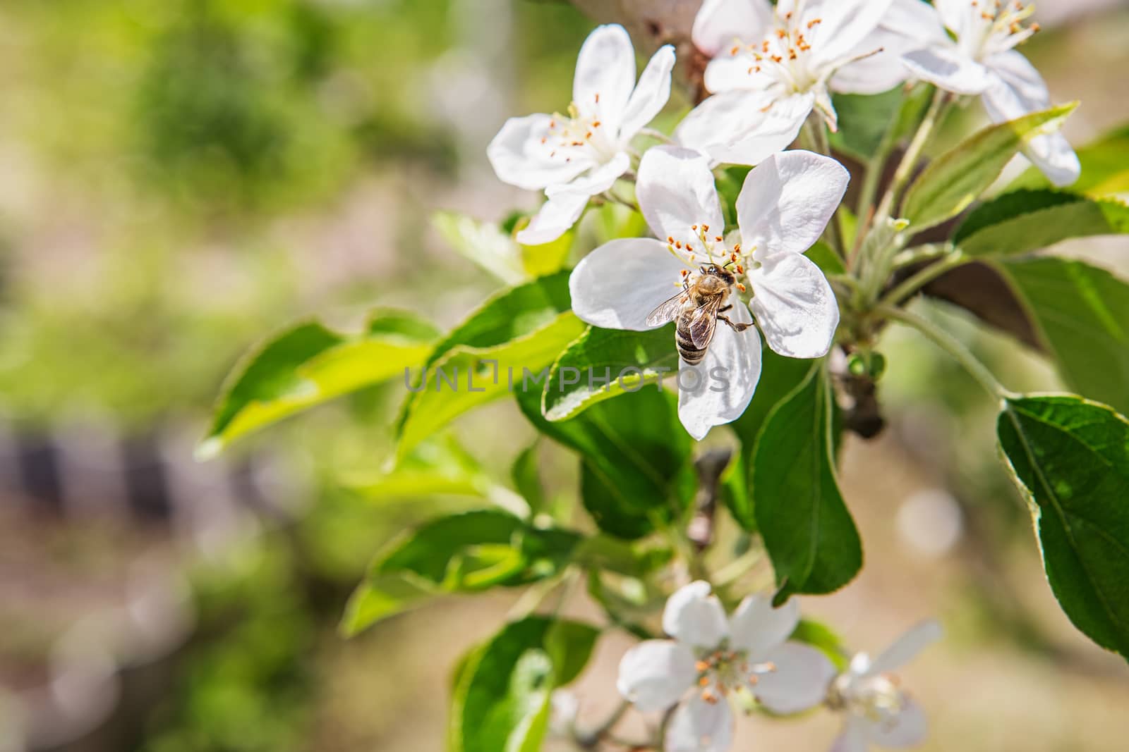 The bee sits on a flower of a bush blossoming apple tree and pol by natazhekova