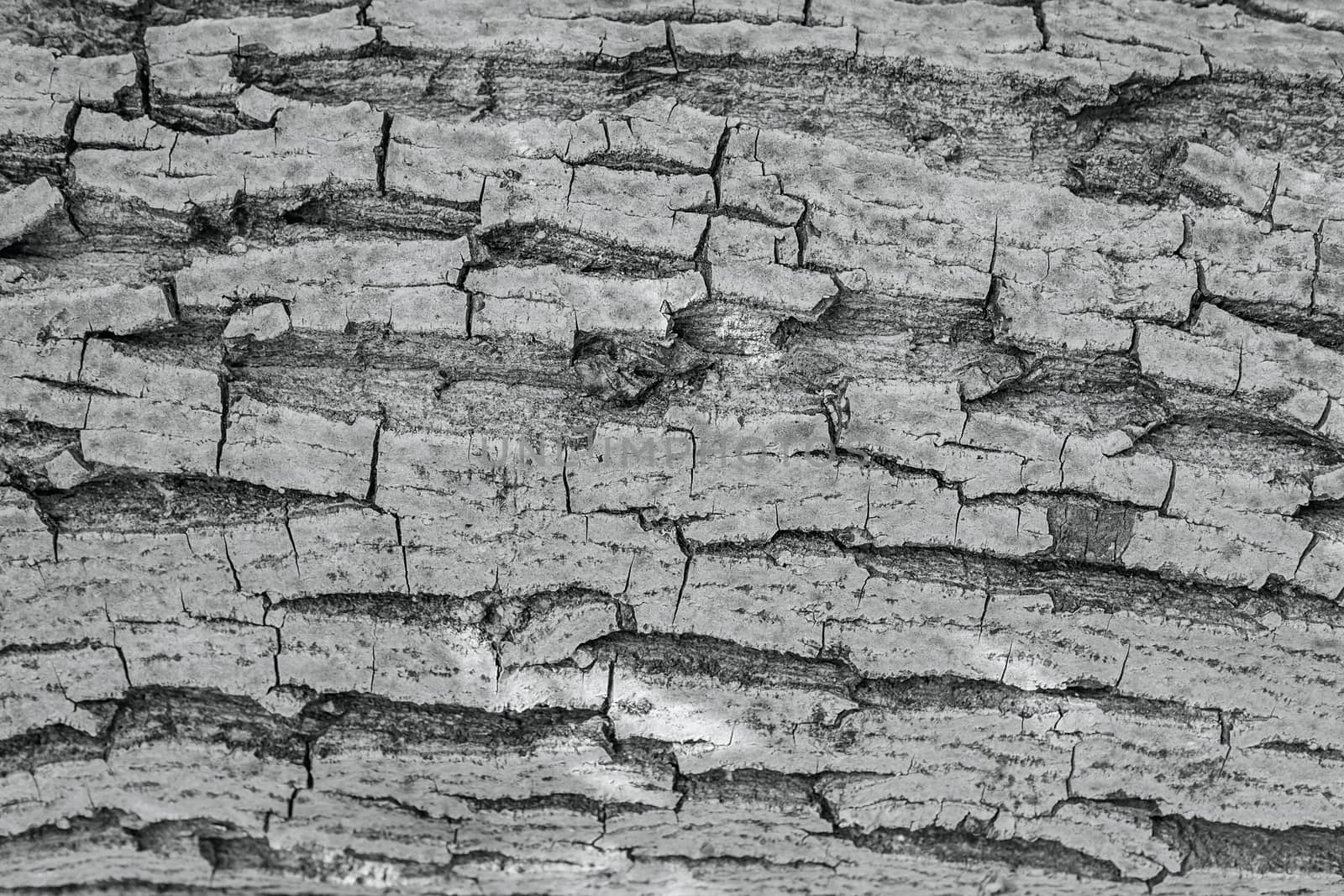 Tree bark texture background. Old Wood Tree trunk Textured Pattern