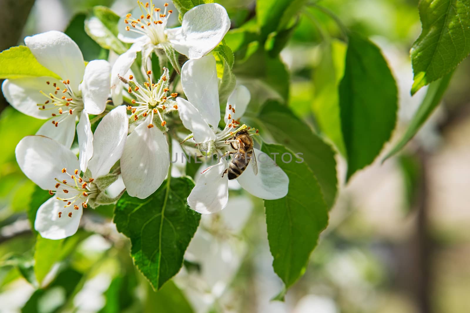The bee sits on a flower of a bush blossoming apple tree and pollinates him. bees collecting nectar from blooming white apple trees