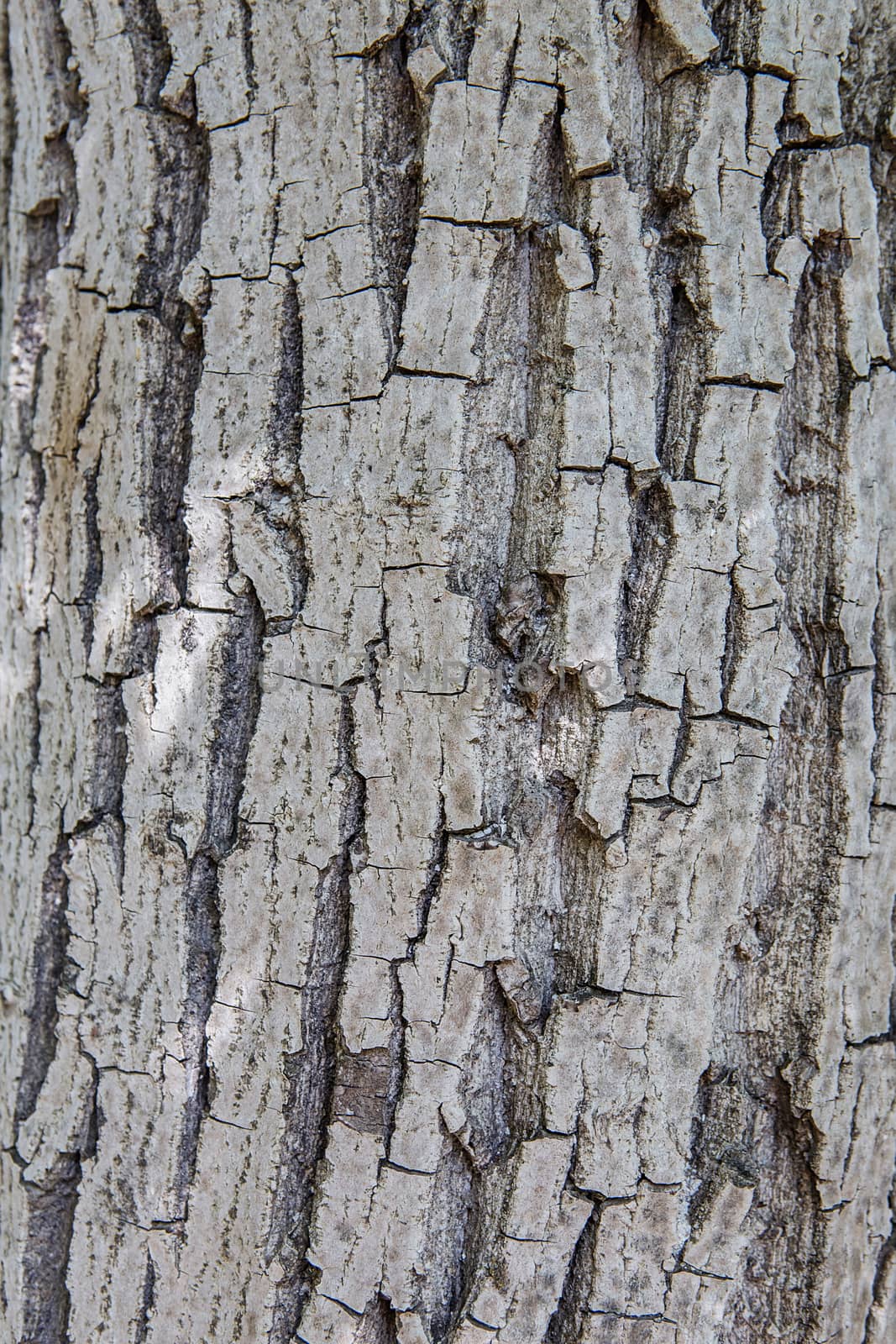 Old Wood Tree trunk Textured Pattern by natazhekova