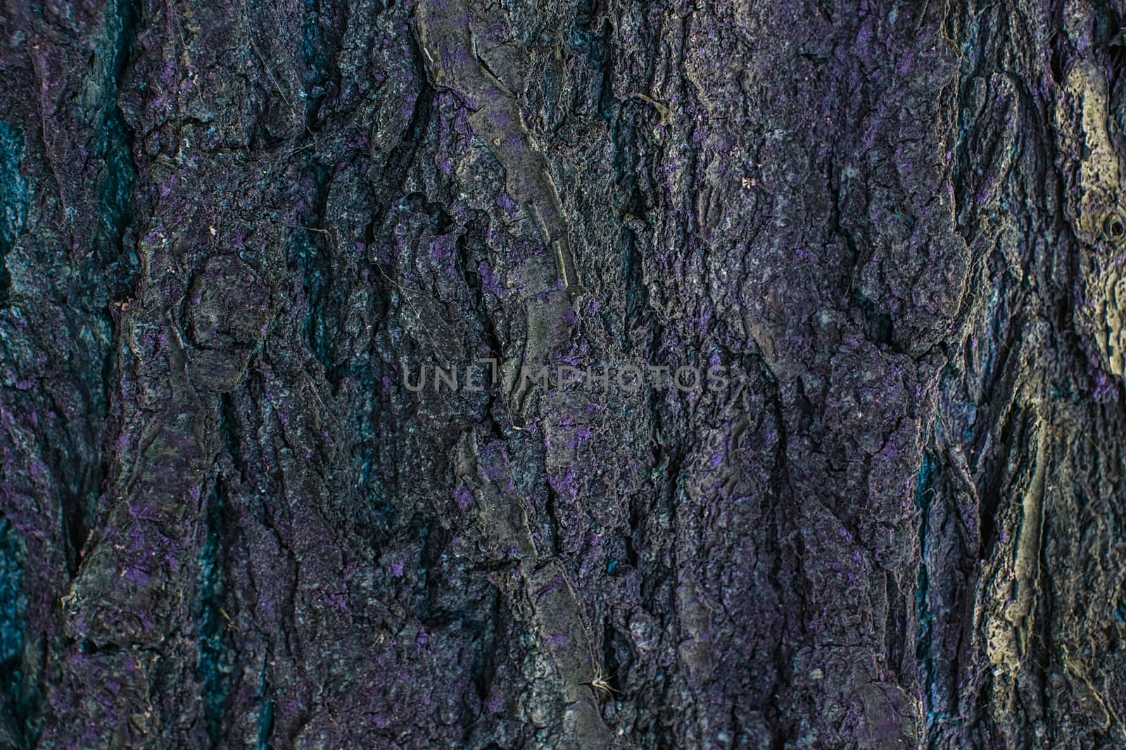 Tree bark texture background. Old Wood Tree trunk Textured Pattern