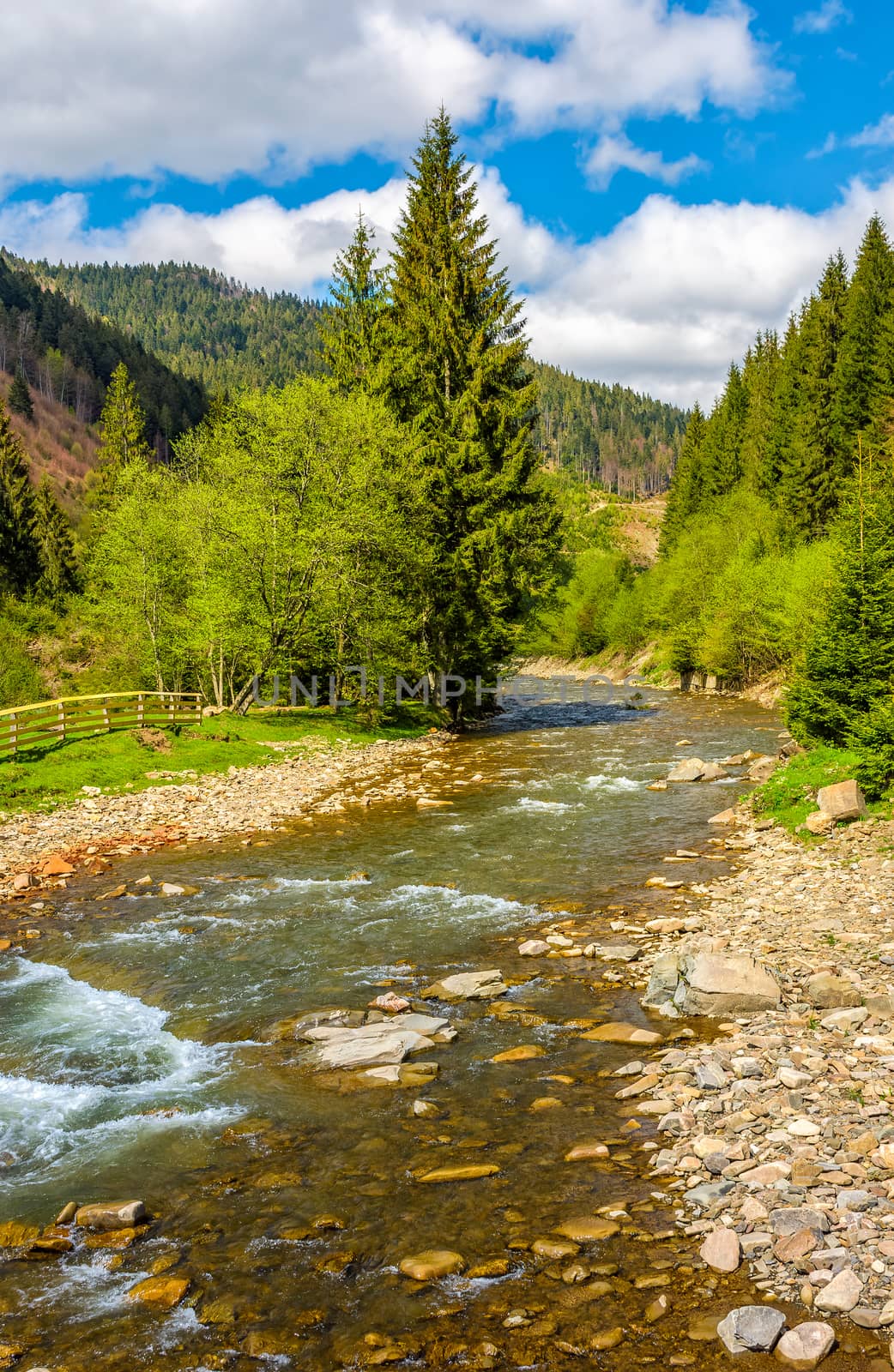 Rapid stream in green forest by Pellinni