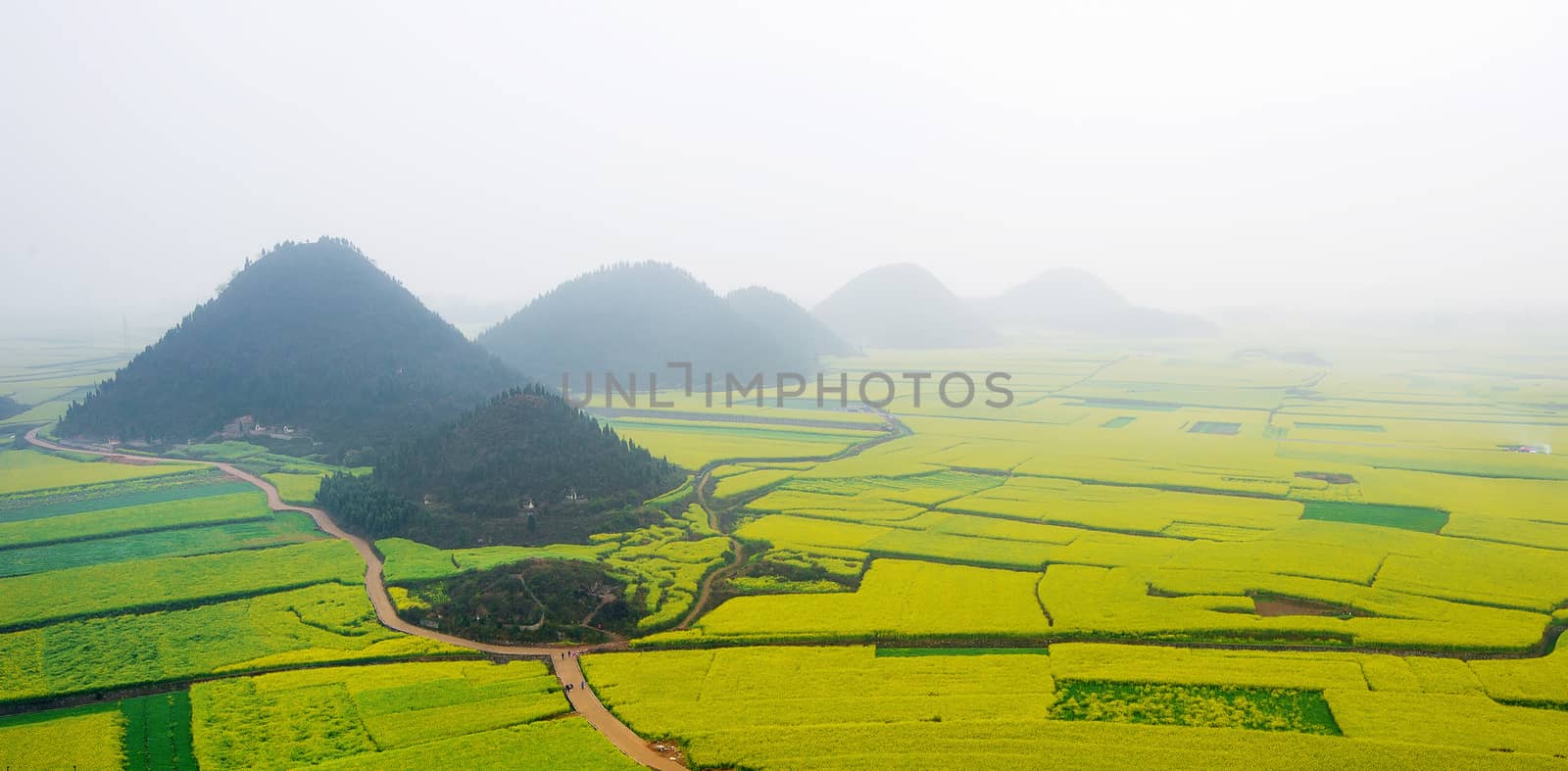 Canola field, rapeseed flower field with morning fog in Luoping, China. by gutarphotoghaphy