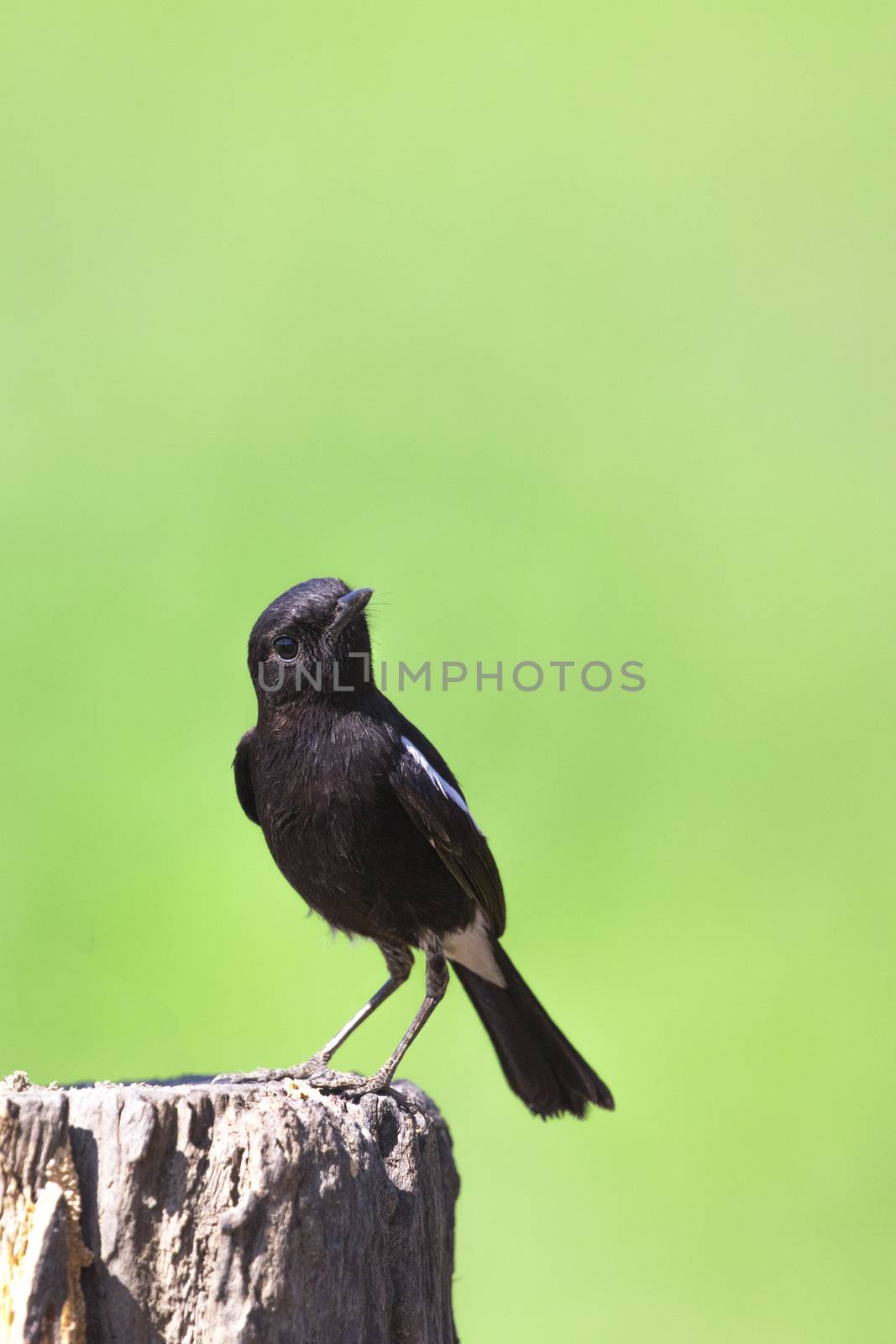 Image of bird black on nature background. Pied Bushchat ( Saxicola caprata )