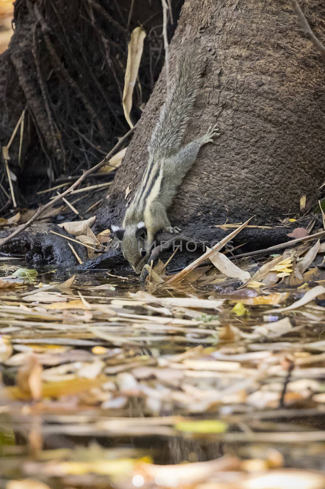 Image of chipmunk on the tree. Mammal