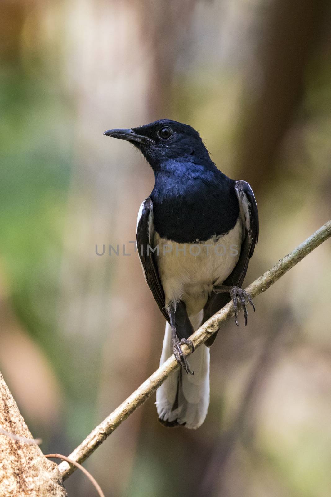 Image of bird on the branch on natural background. Oriental Magpie Robin (Copsychus saularis)