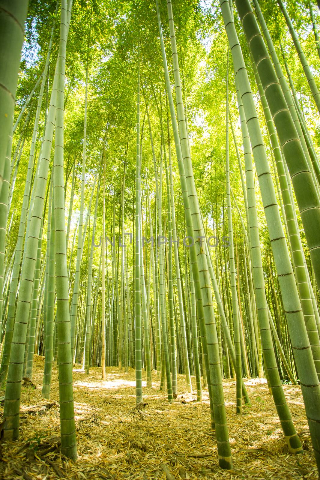 bamboo forest