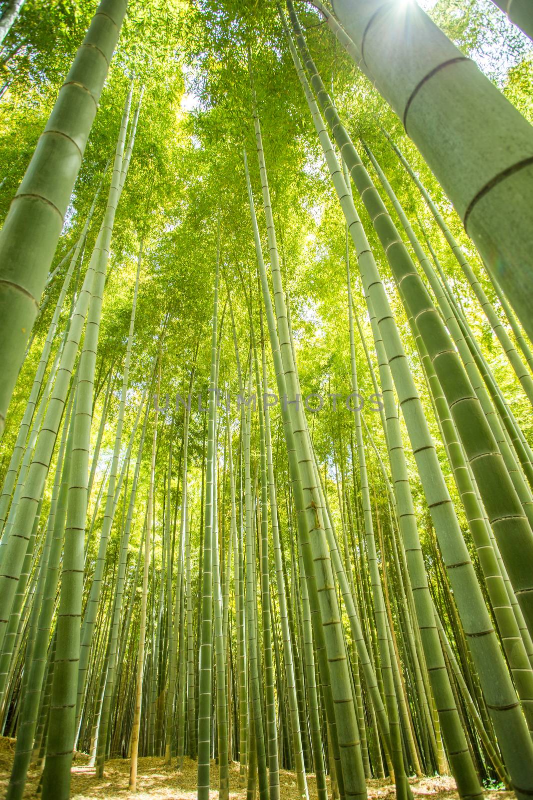 bamboo forest