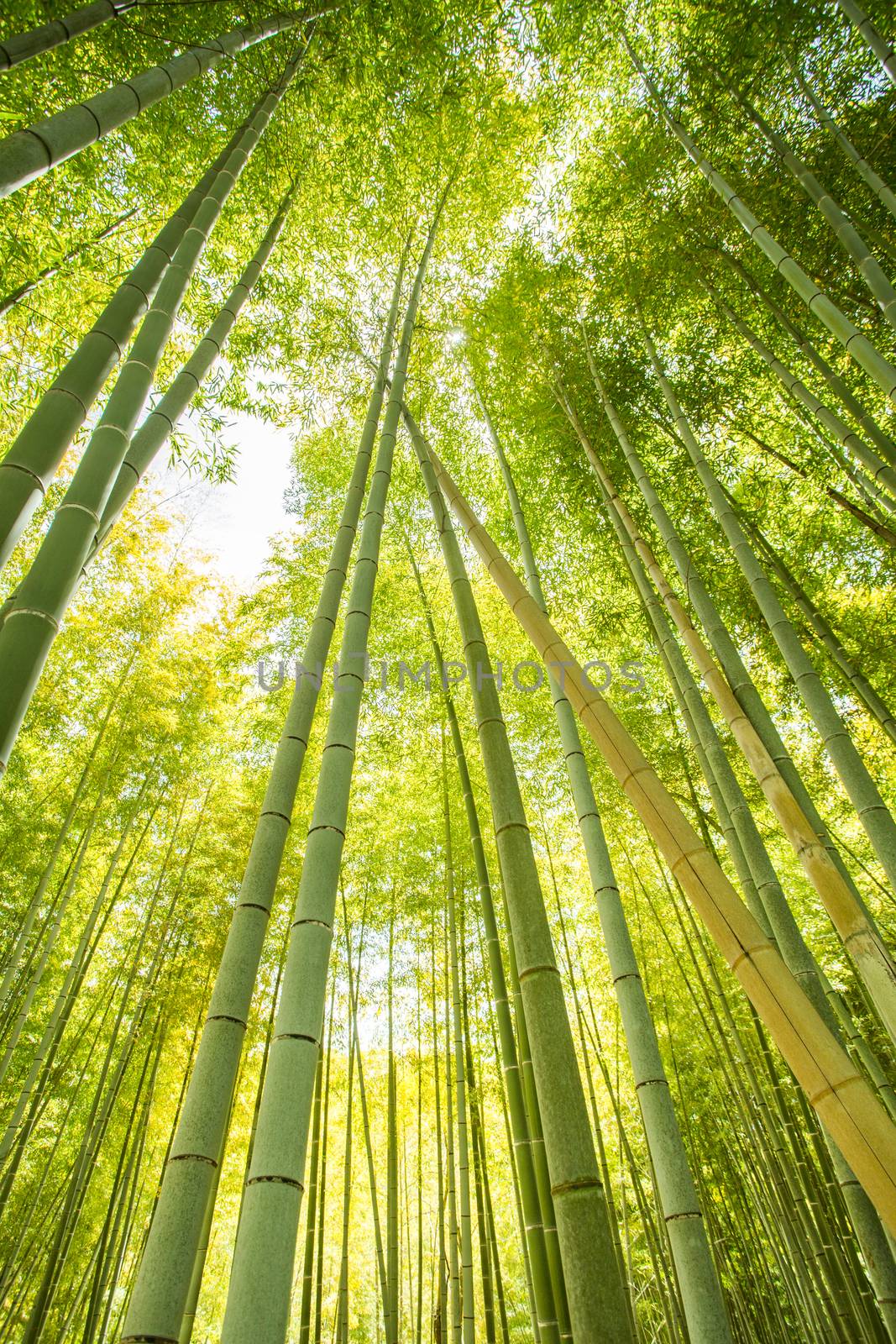 low angle view of bamboo forest