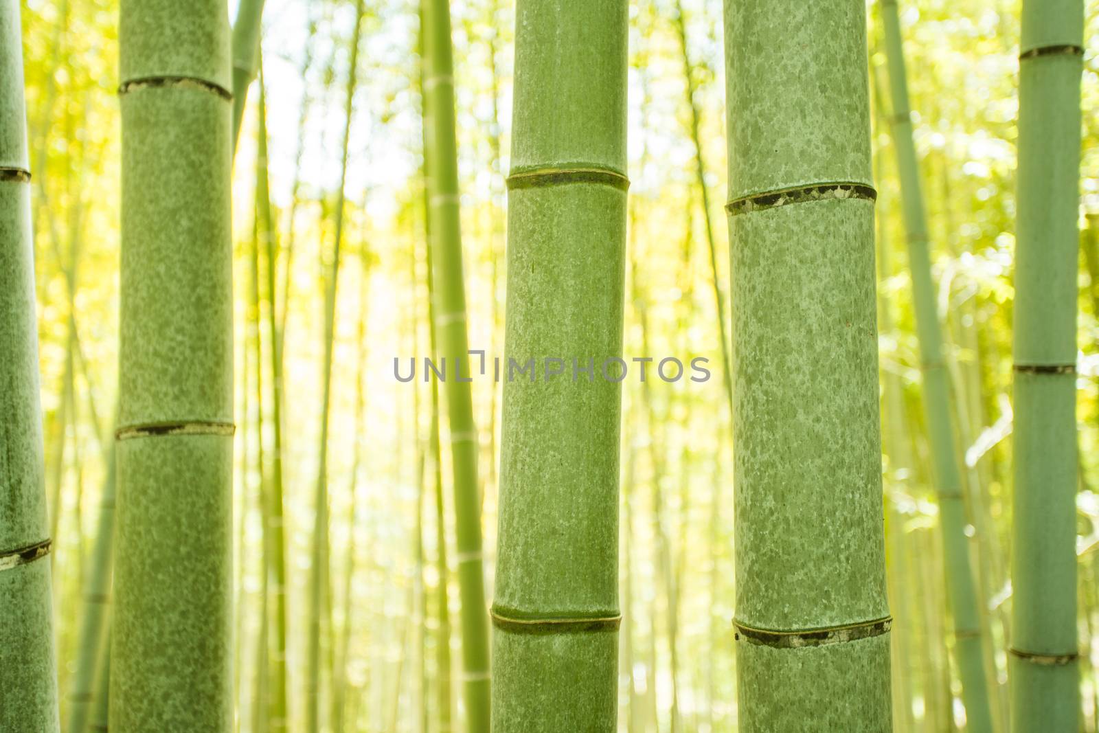 bamboo forest