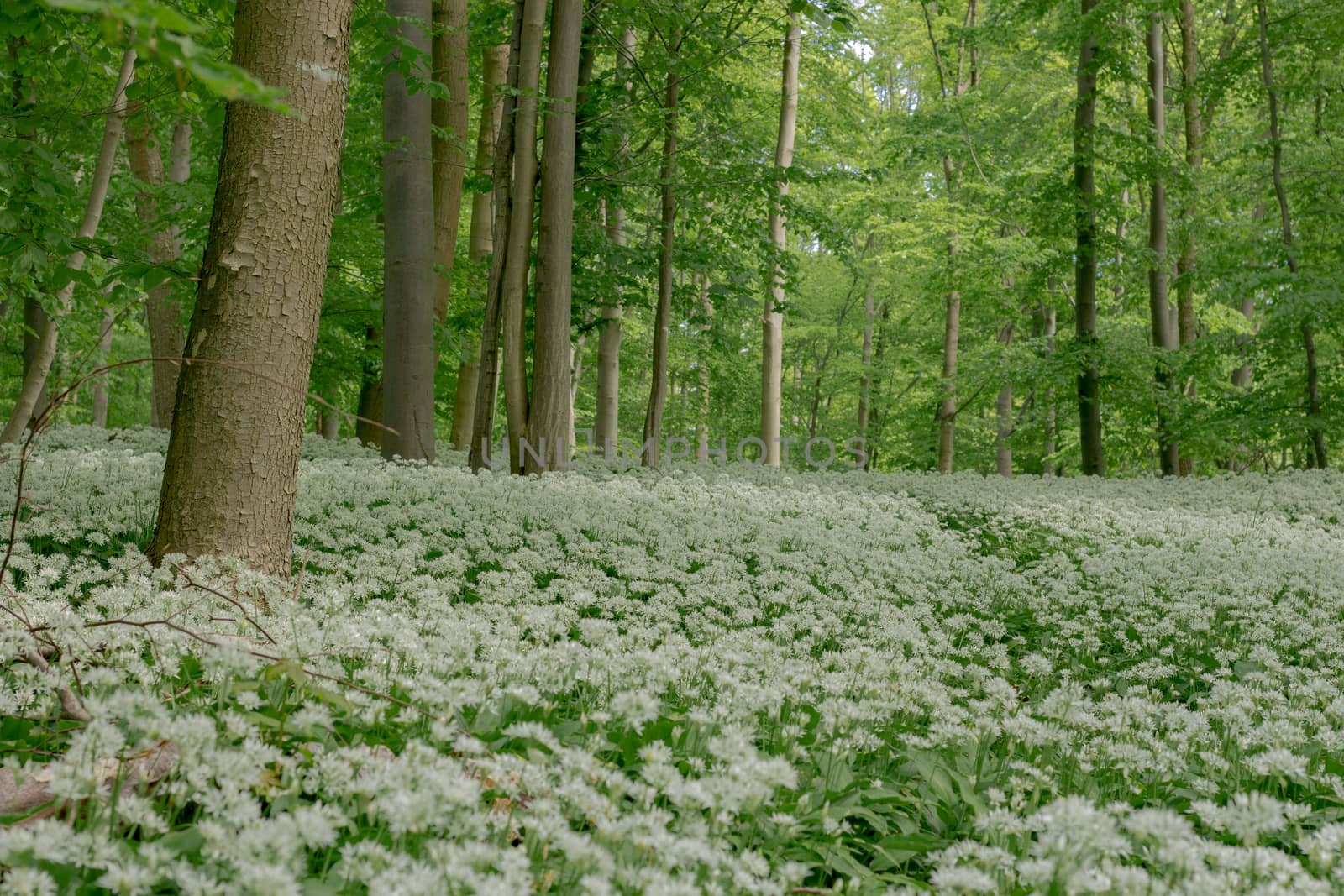 Germany: Spring In Lower Saxony