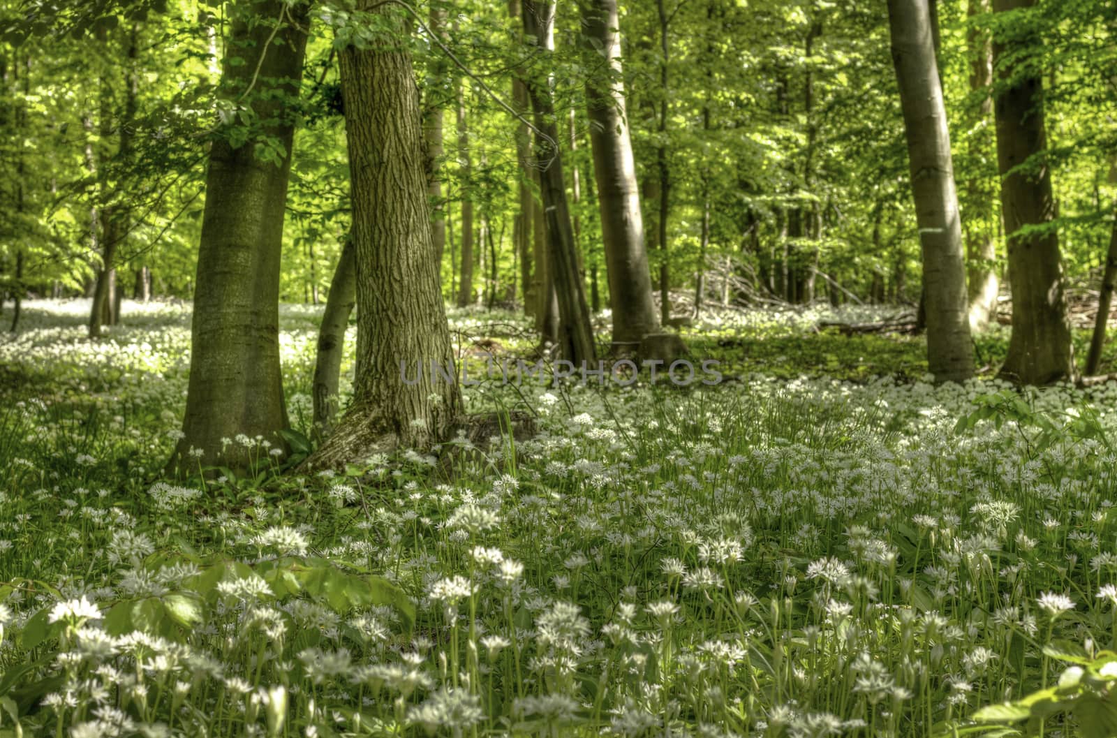 Germany: Spring In Lower Saxony by gstalker