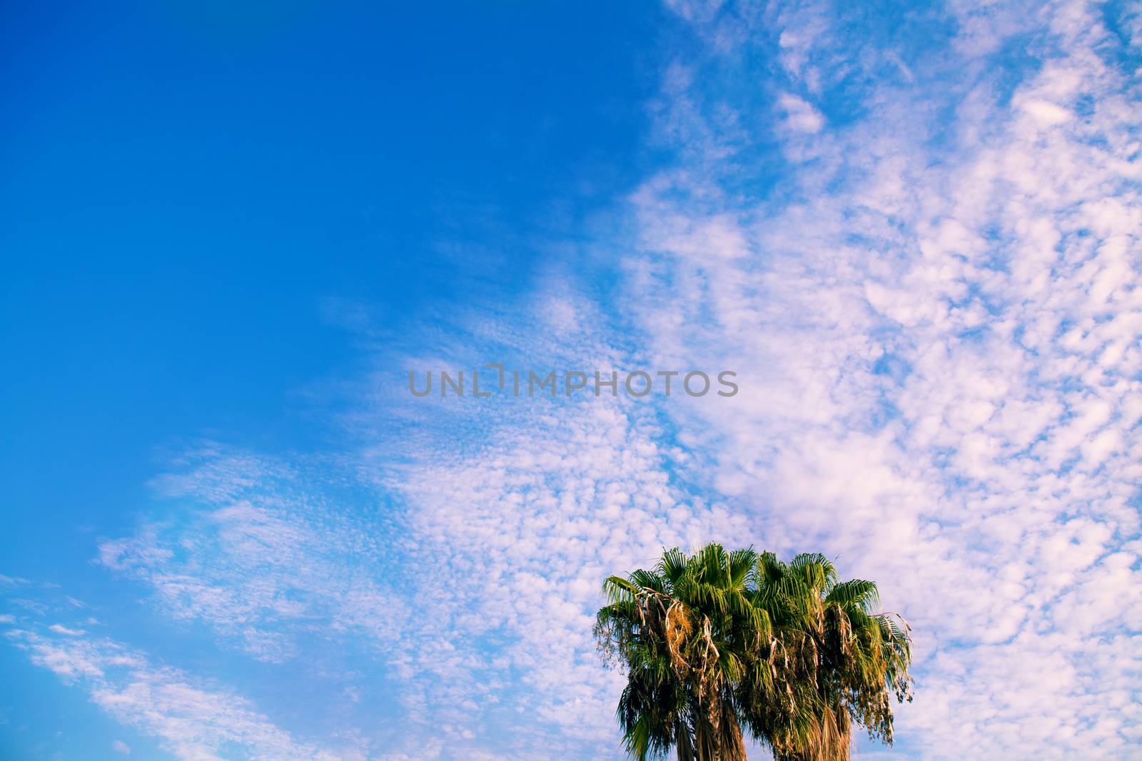 Palm trees against a blue sky. Summer on the beach