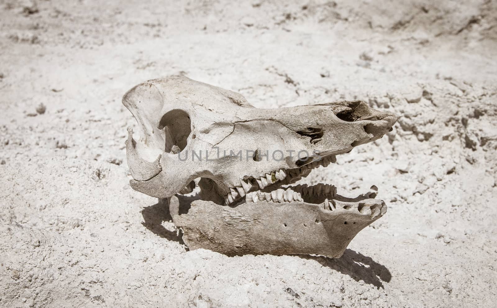 Cattle skull in the desert by huntz