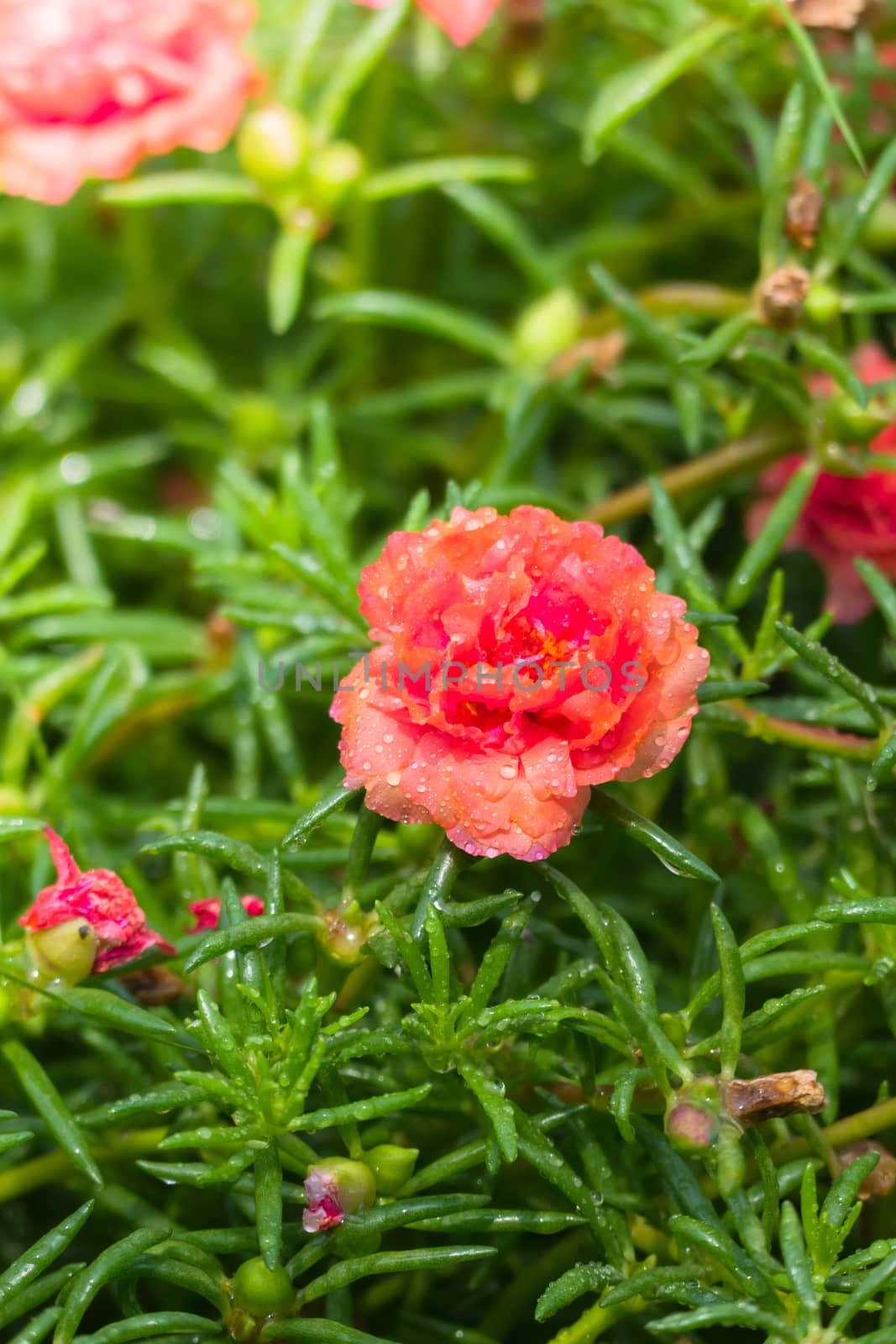 The background image of the colorful flowers by teerawit