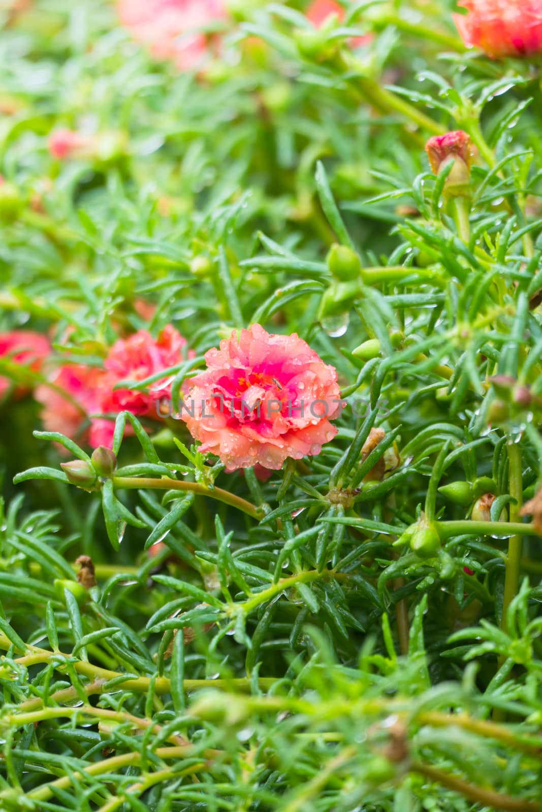 The background image of the colorful flowers by teerawit