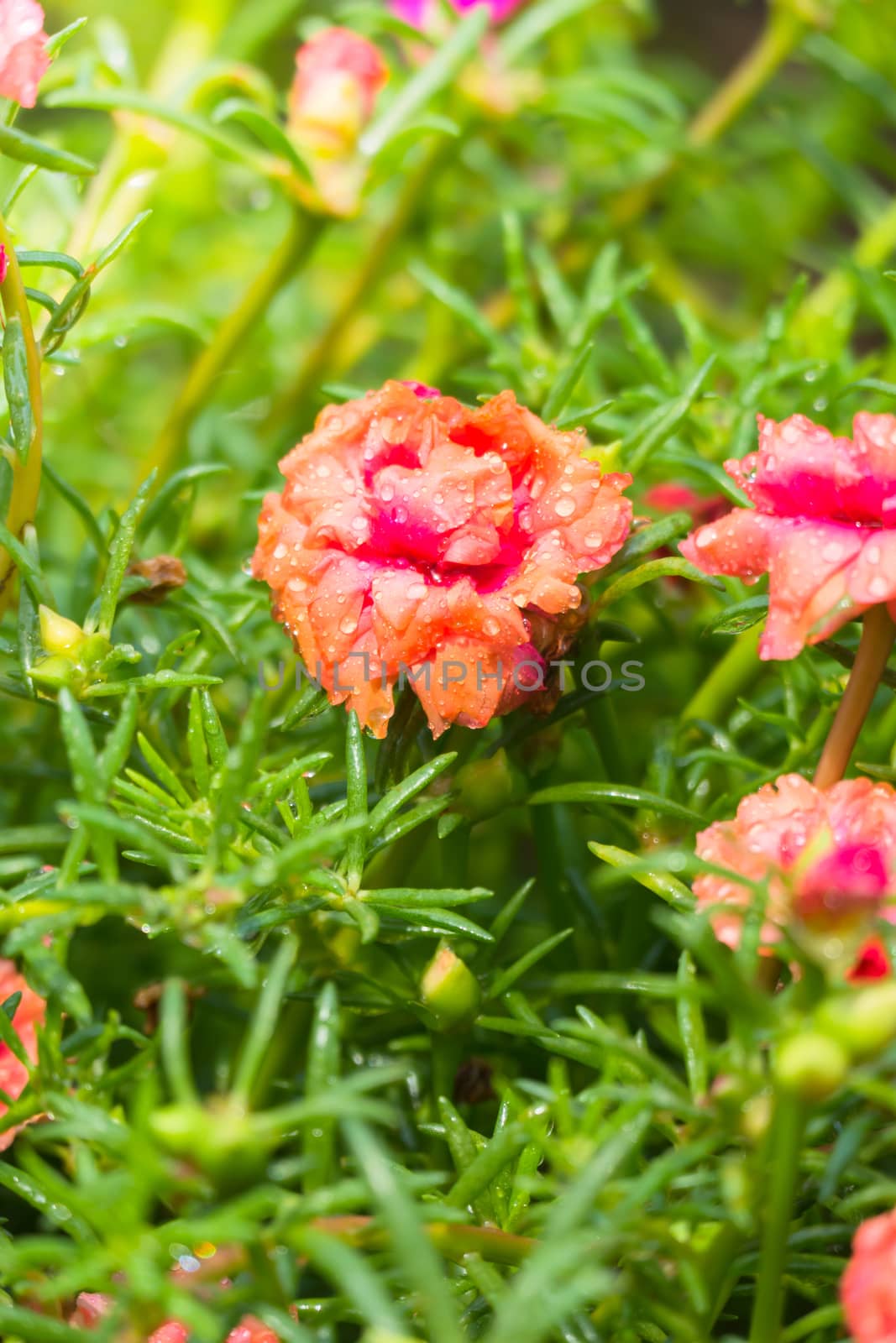 The background image of the colorful flowers by teerawit