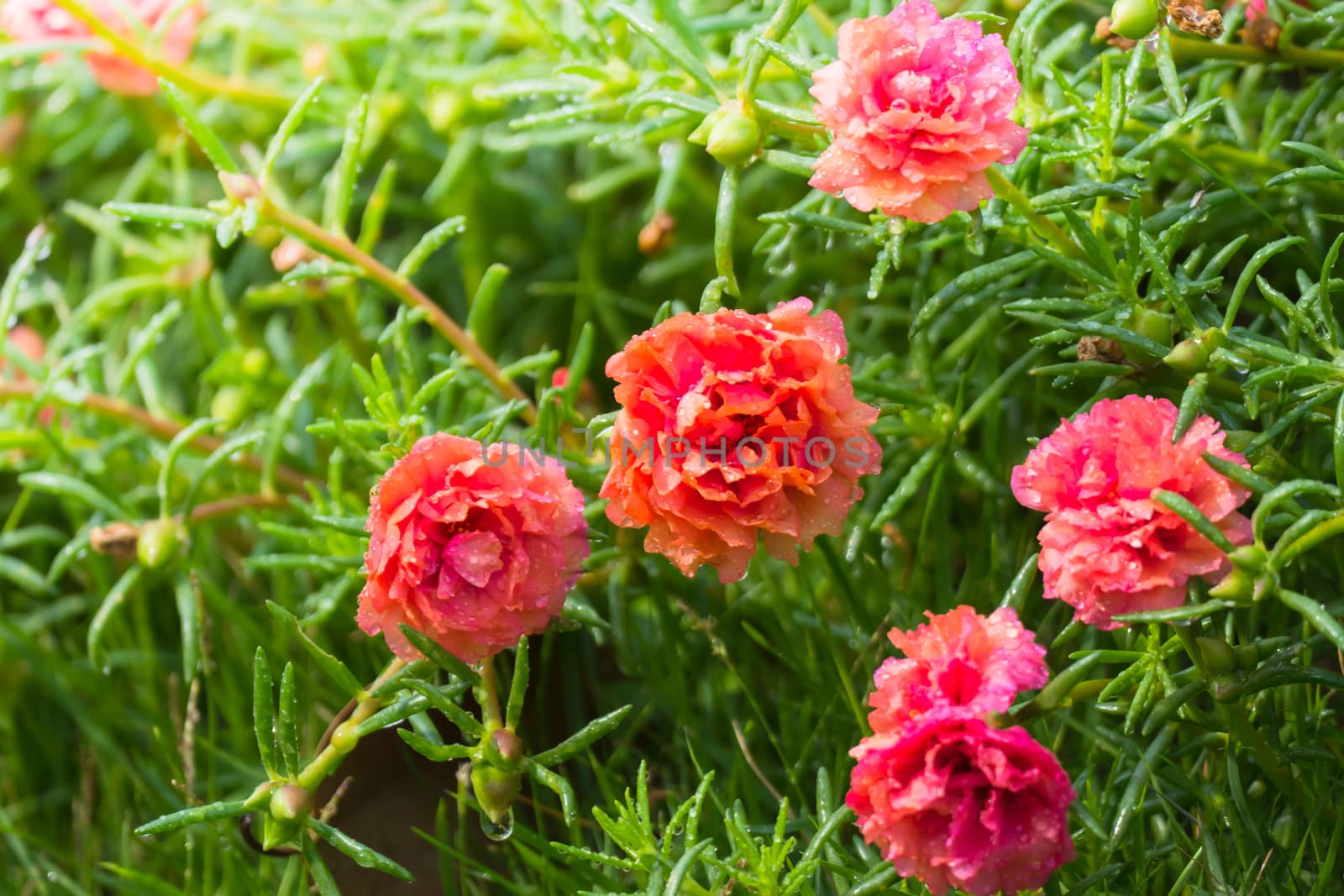 The background image of the colorful flowers, background nature
