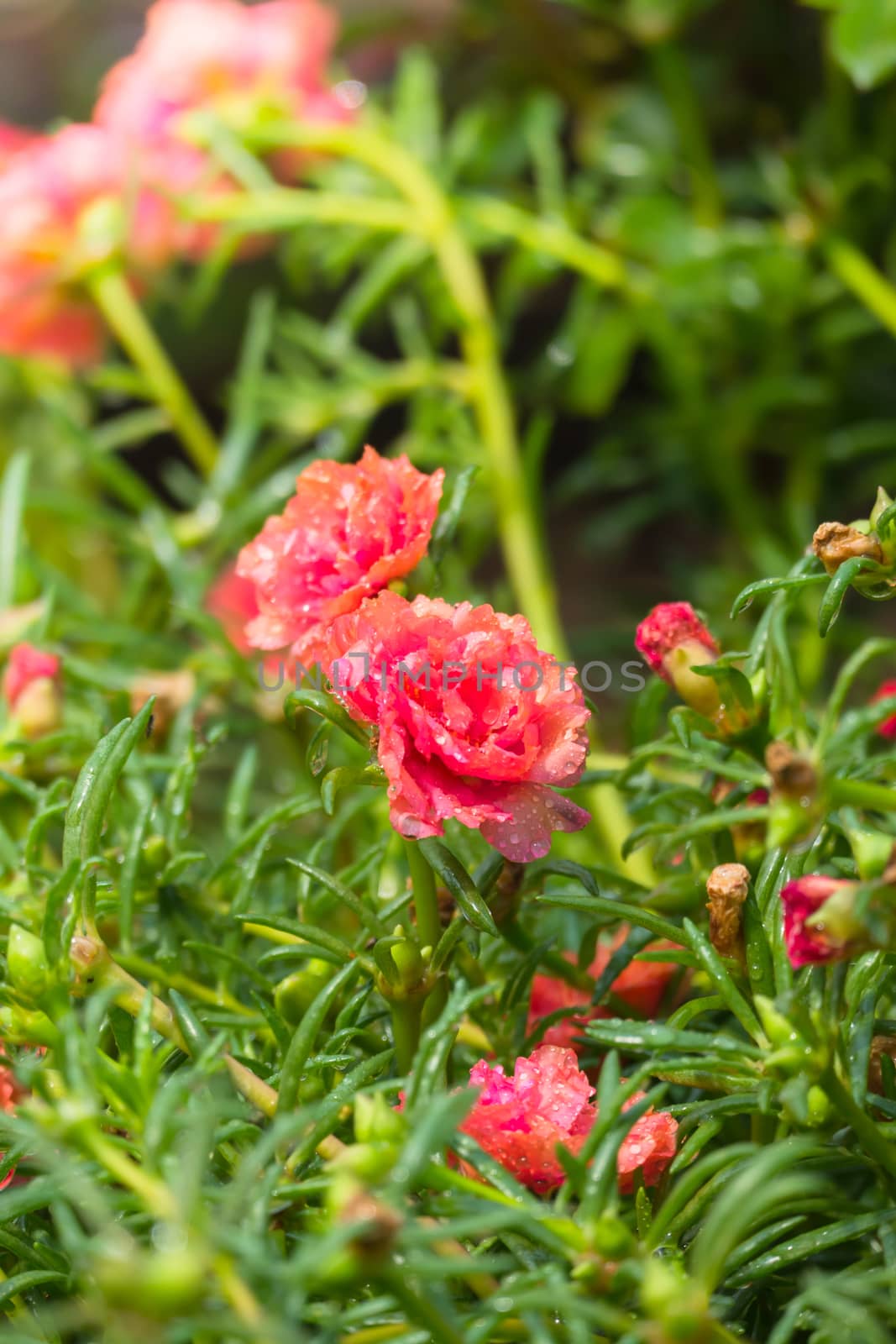 The background image of the colorful flowers by teerawit