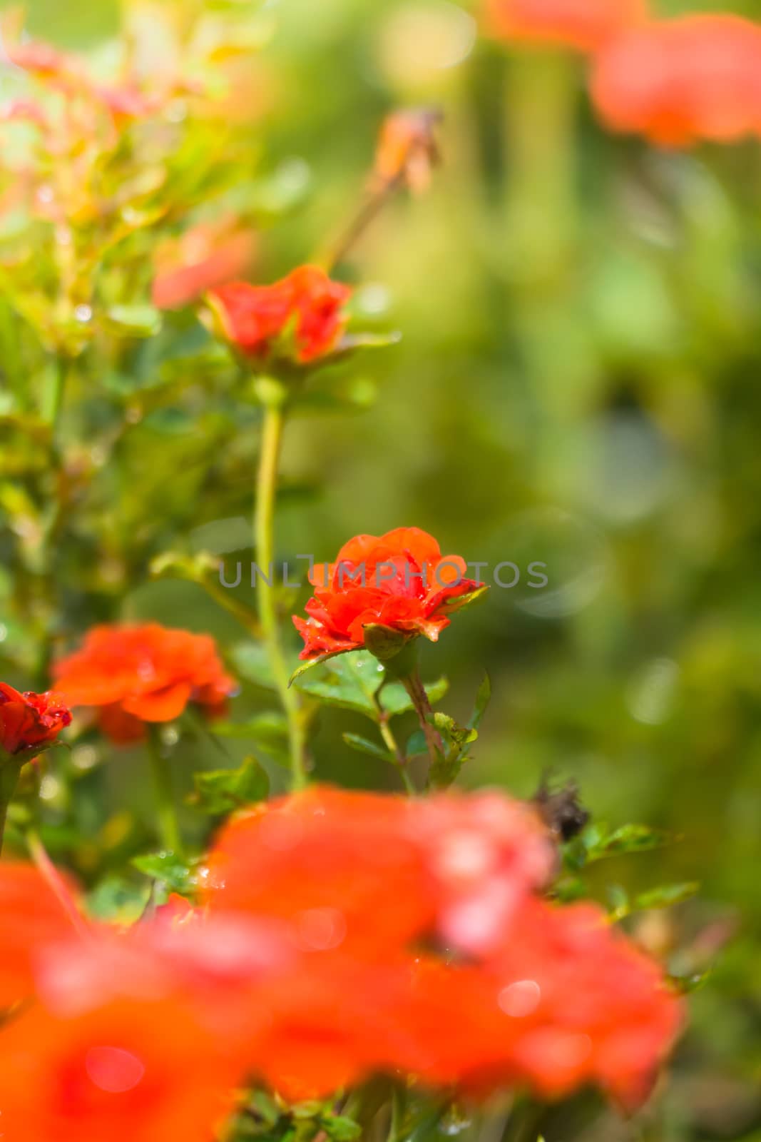 The background image of the colorful flowers by teerawit